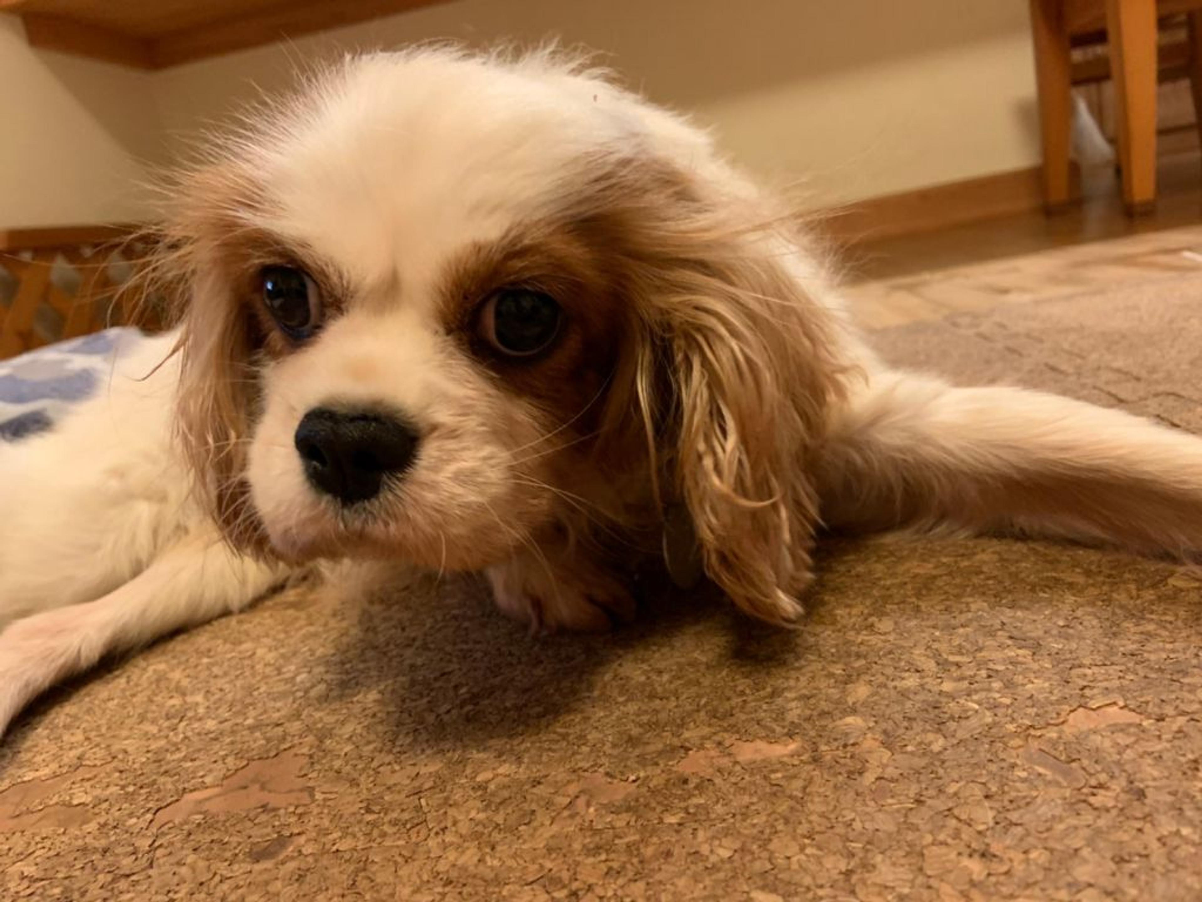 pet-image-3