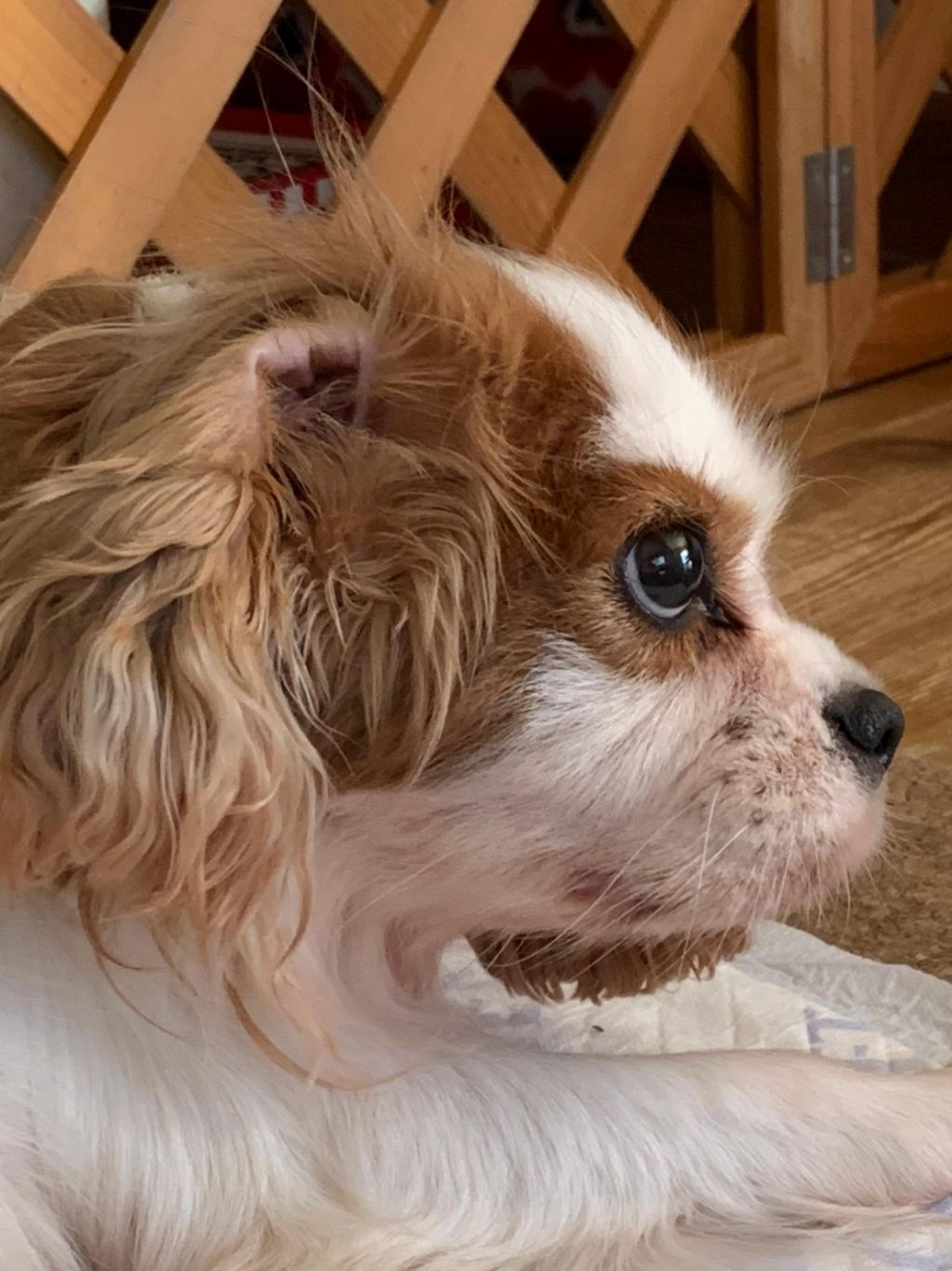 pet-image-5