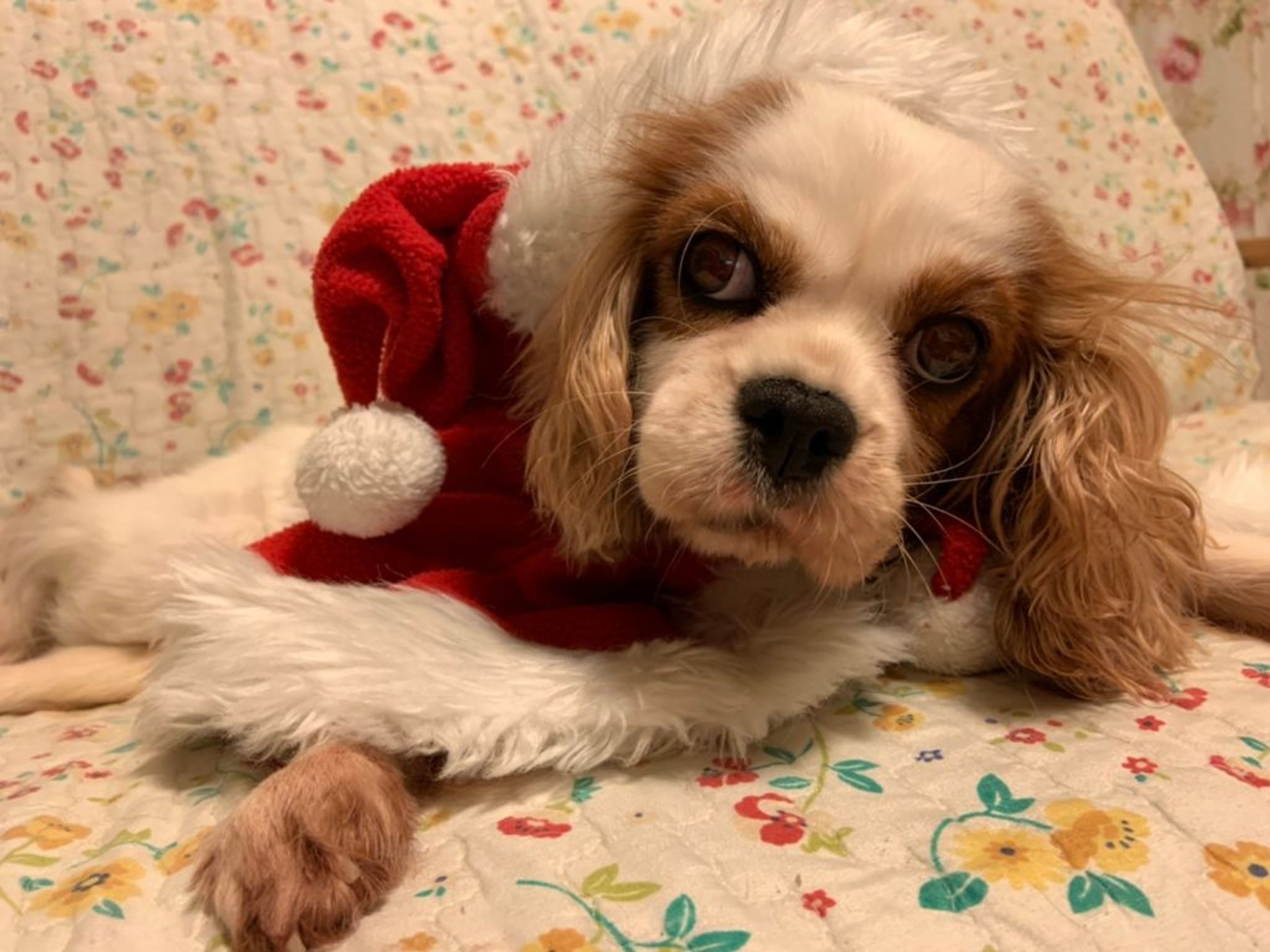 pet-image-8