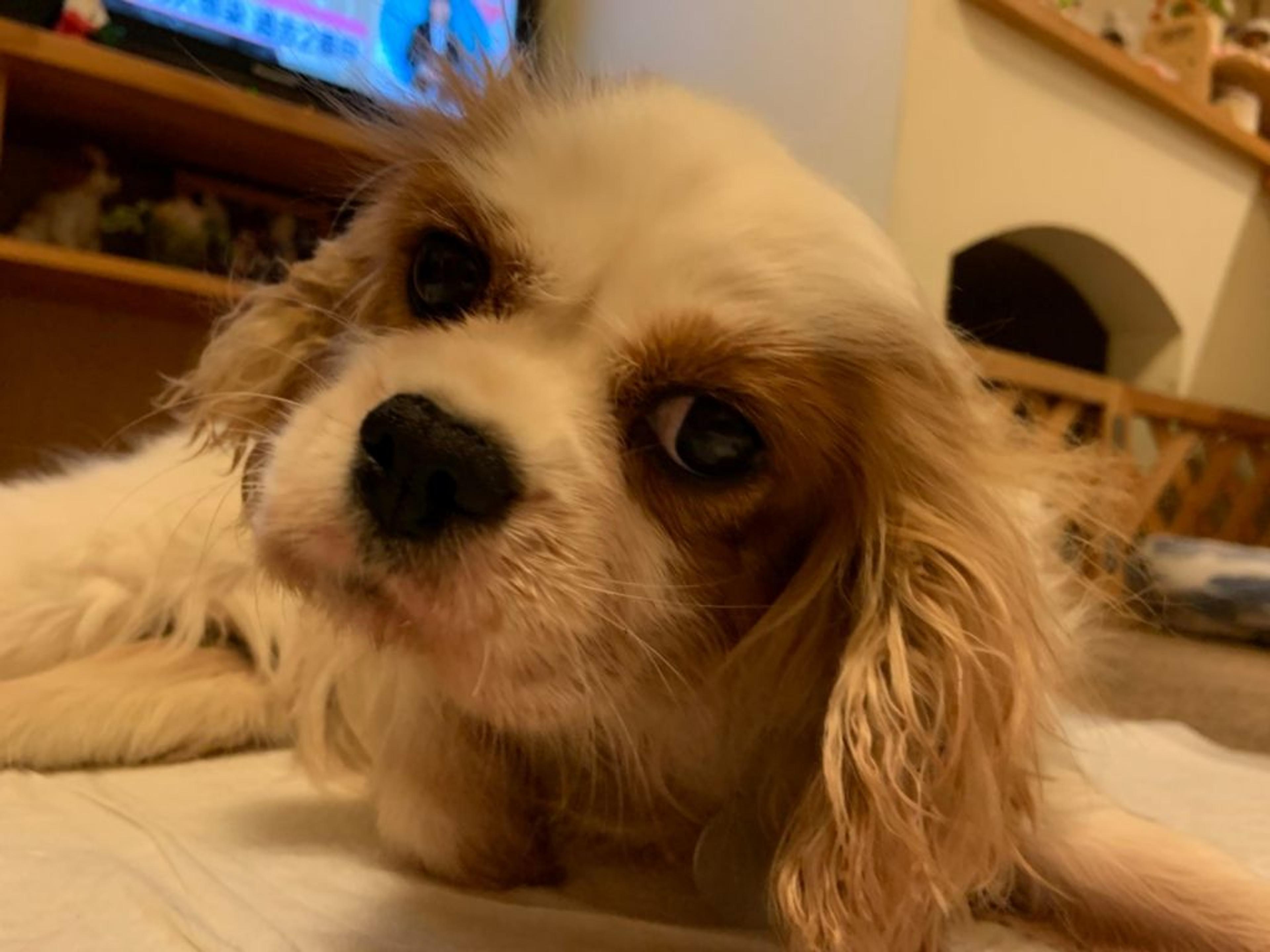pet-image-9