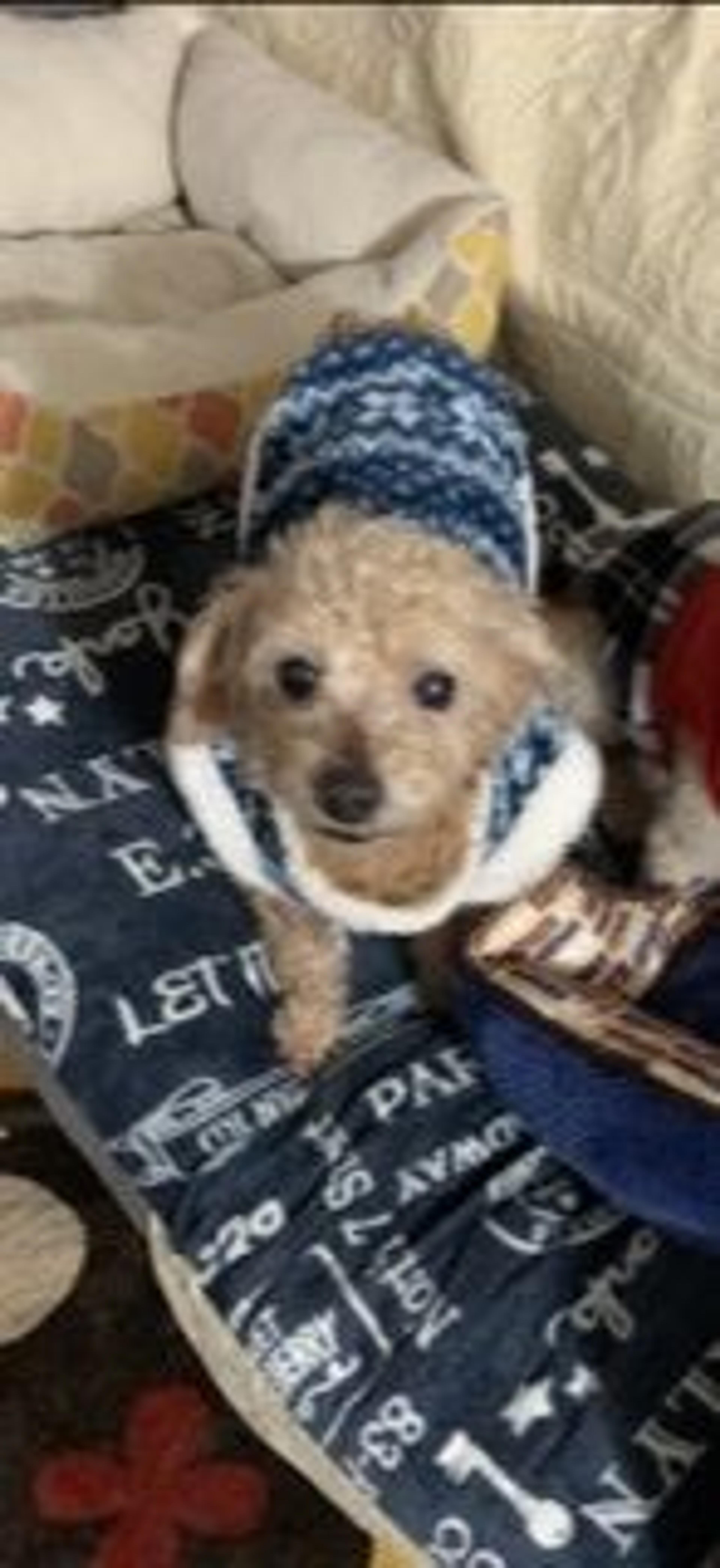 pet-image-2