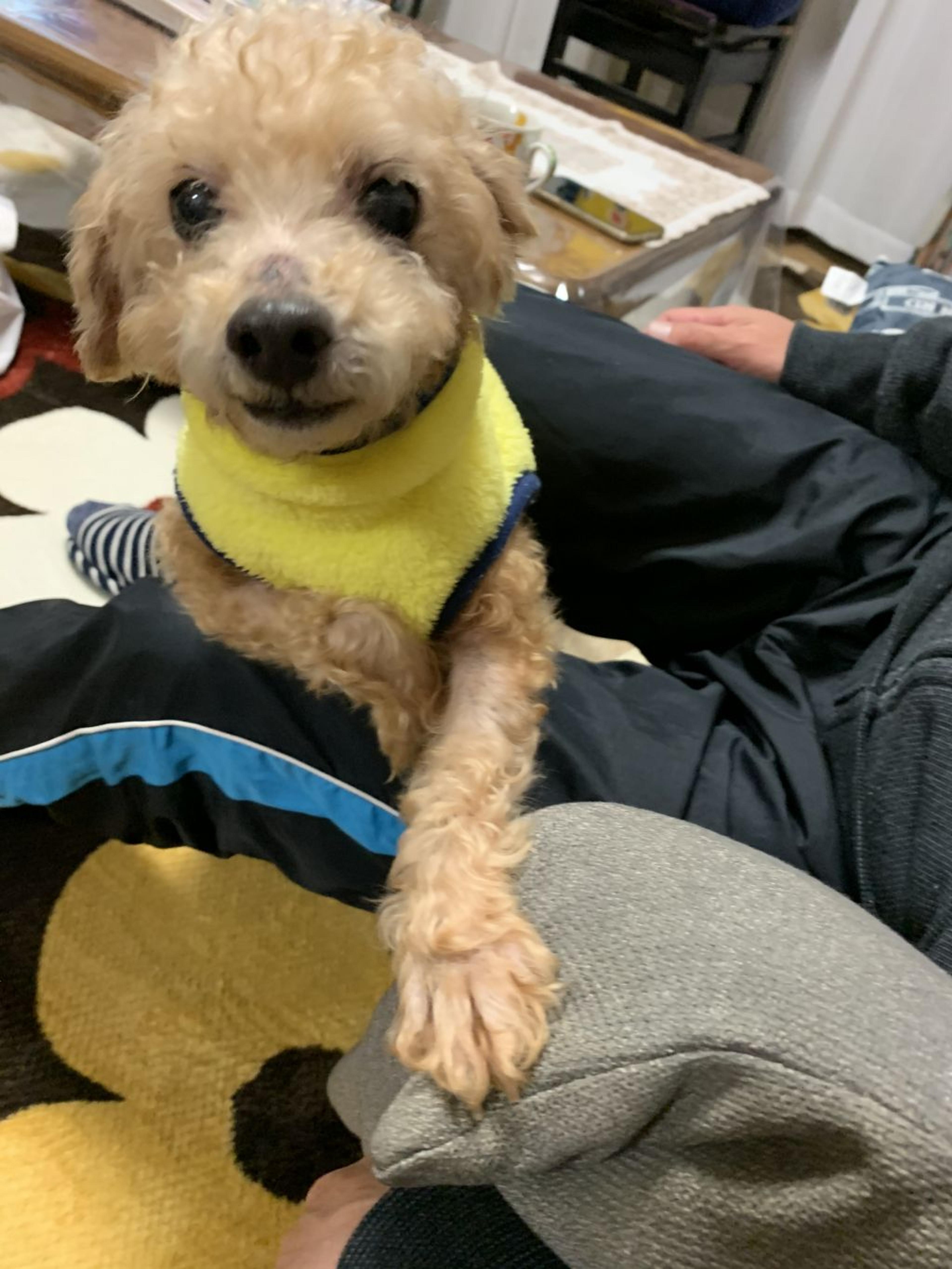 pet-image-3