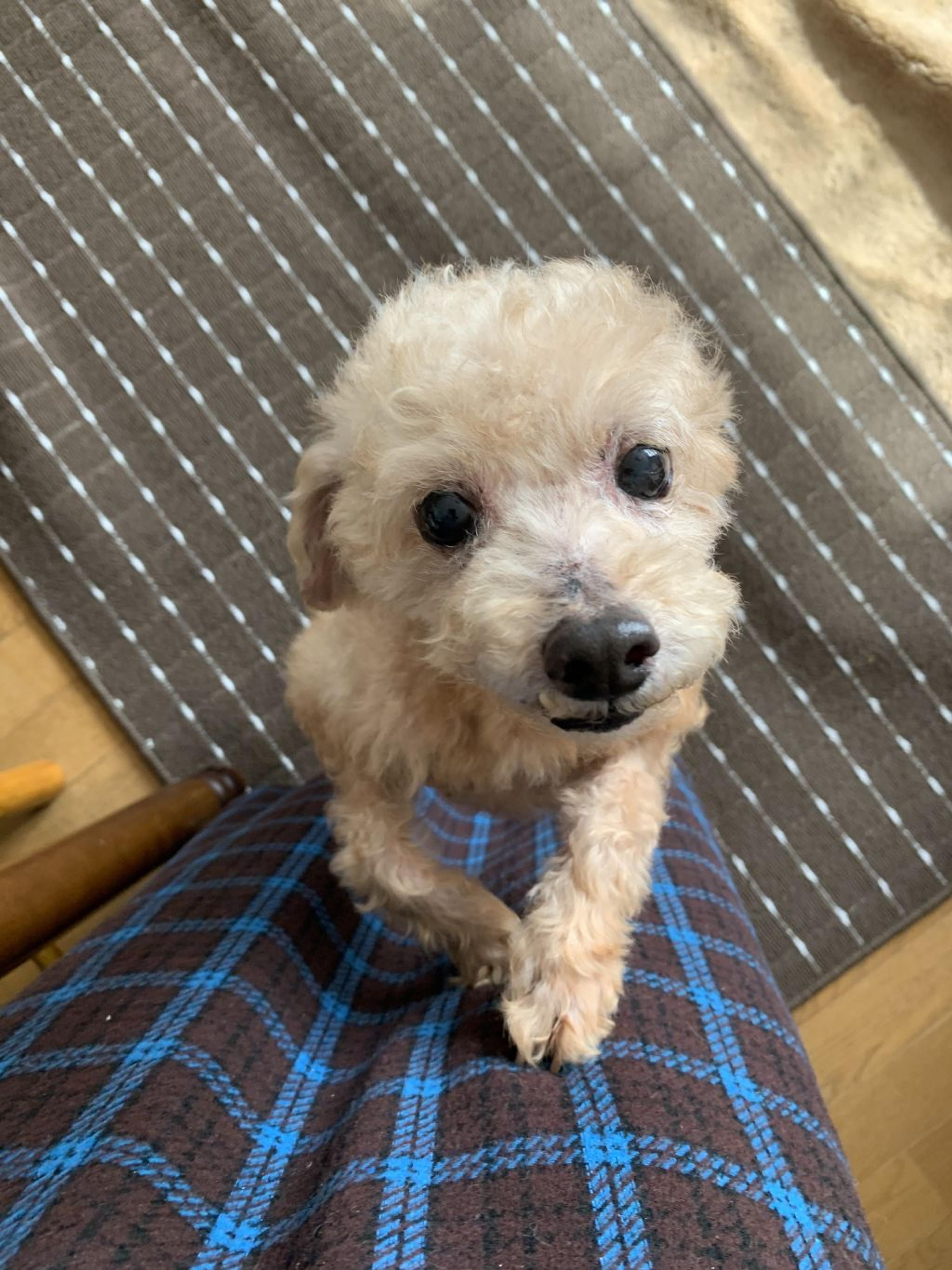 pet-image-4