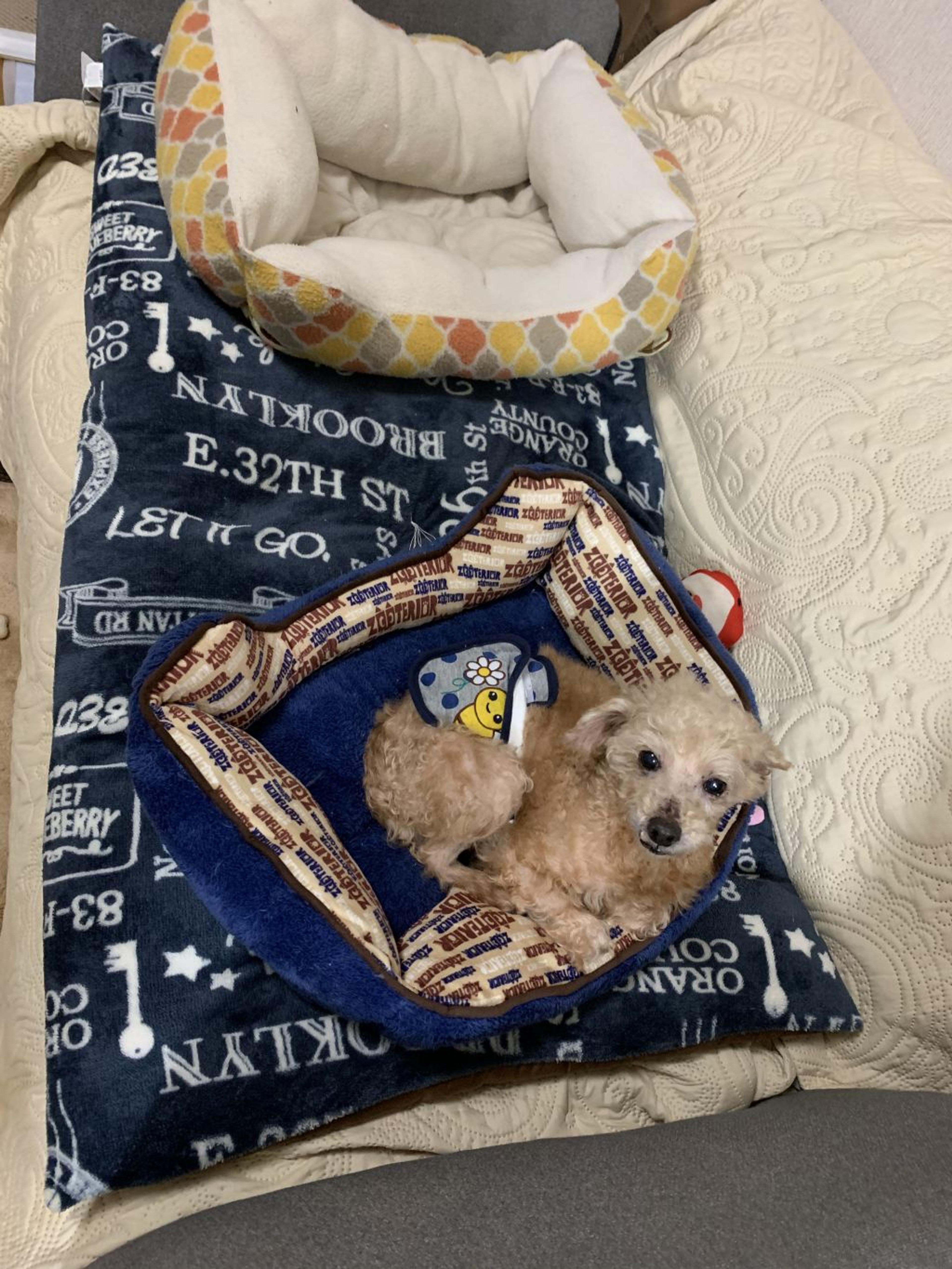pet-image-5