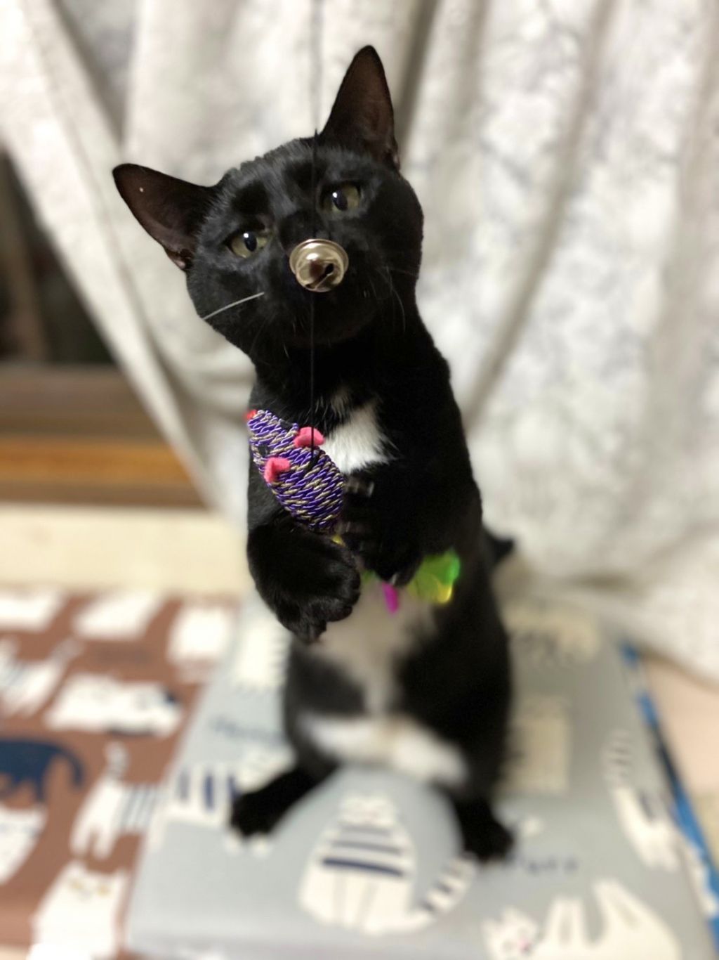 黒猫に見えて、実は隠れ黒白猫ちゃん！ | 雑種（ミックス猫
