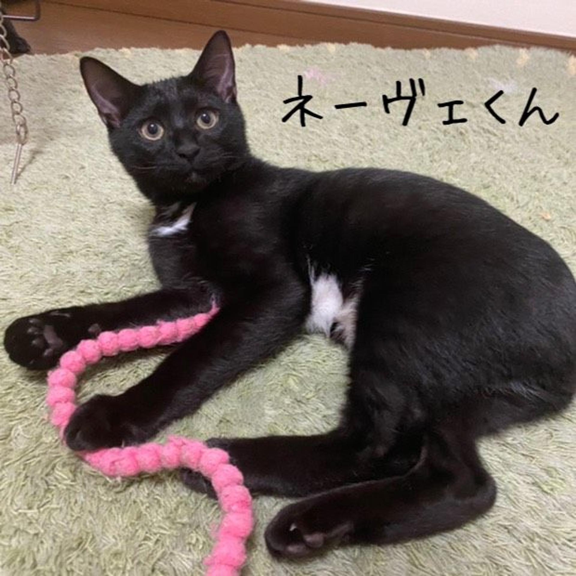 pet-image-3