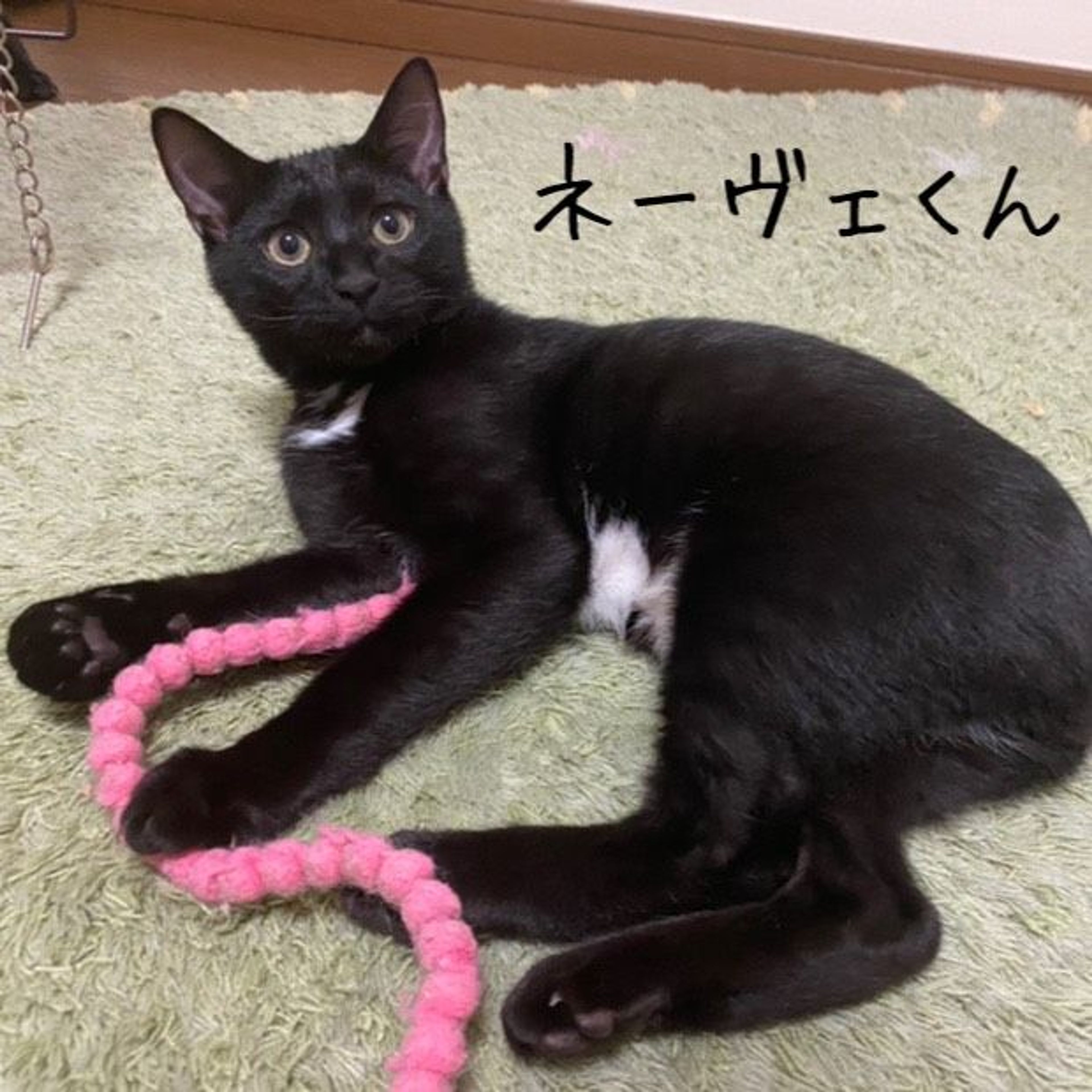pet-image-3