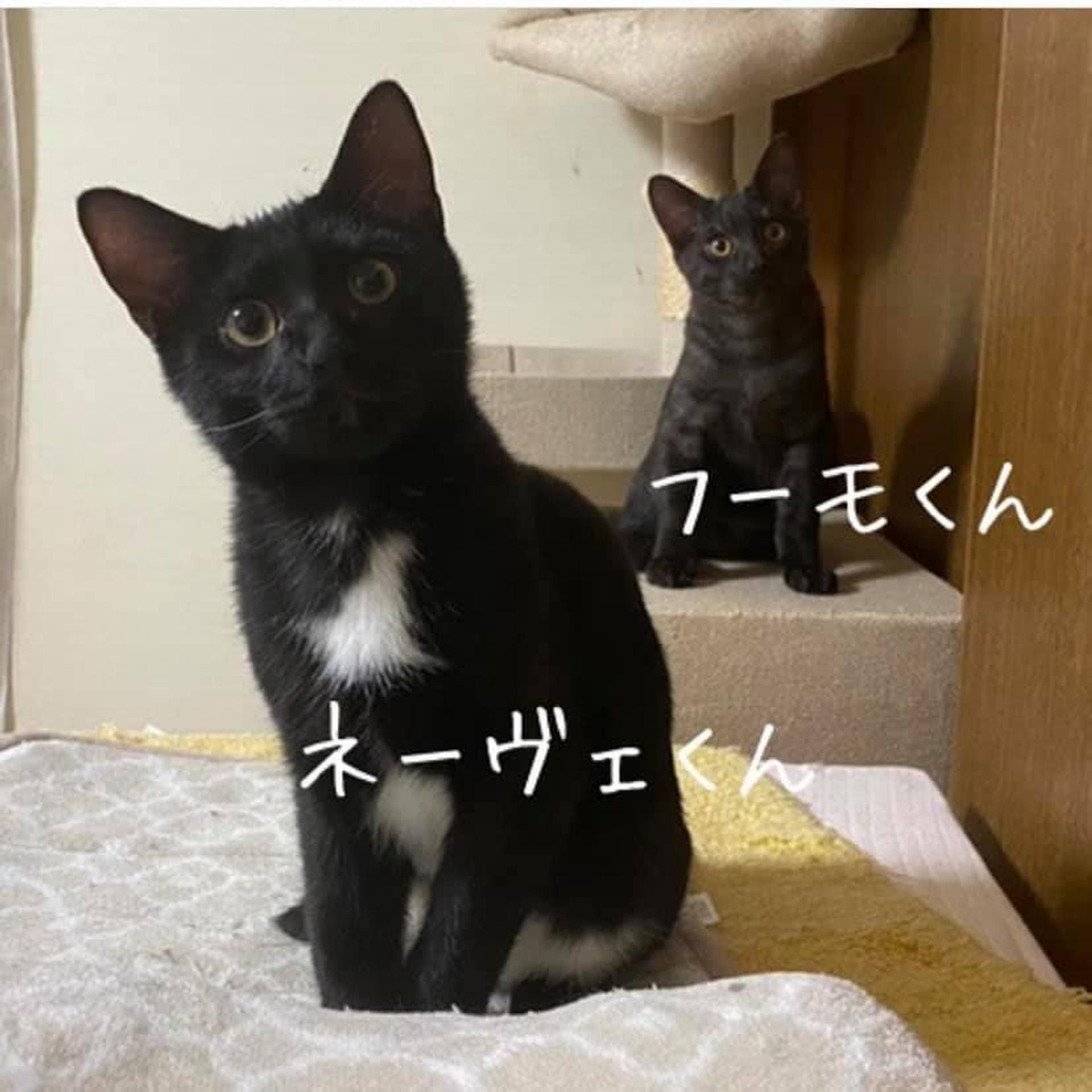 pet-image-5