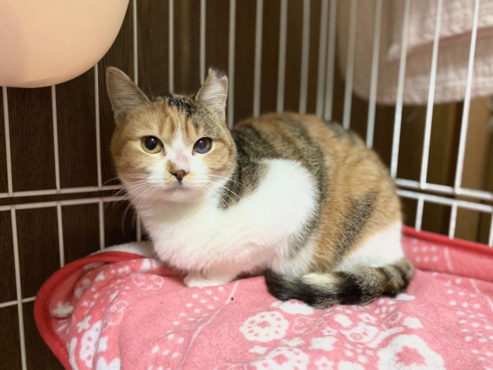 雑種（ミックス猫）・メスの里親募集の写真