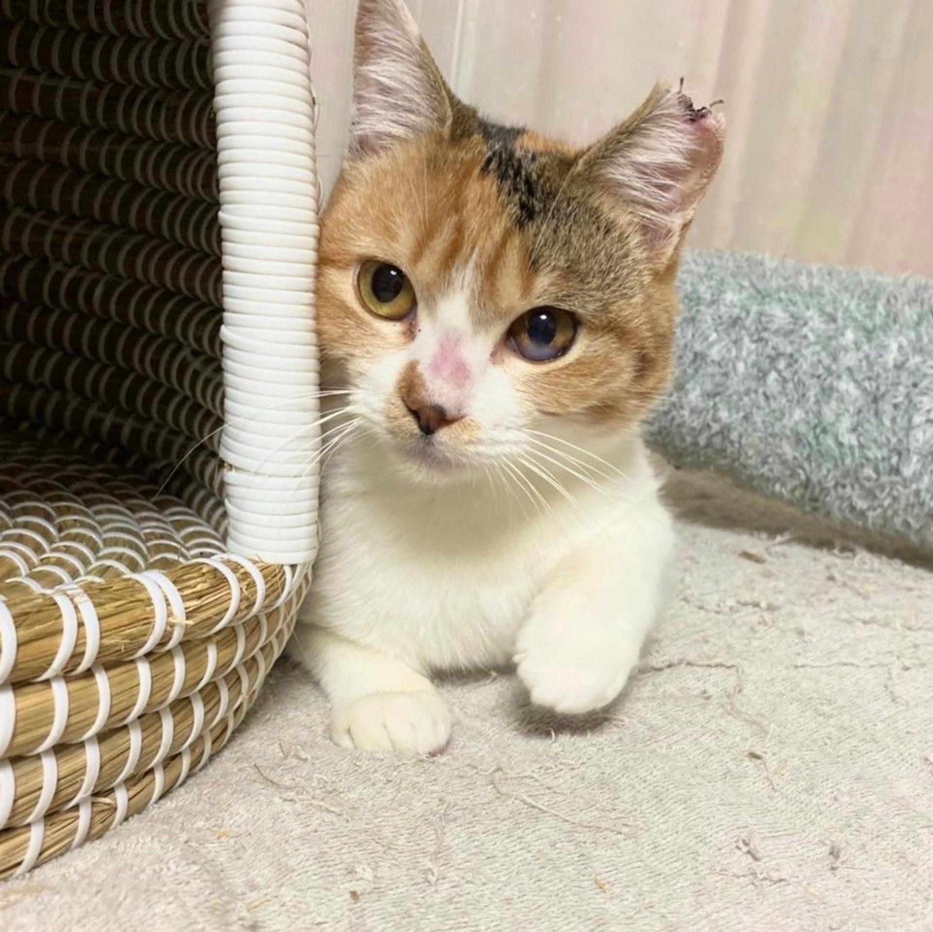 pet-image-2