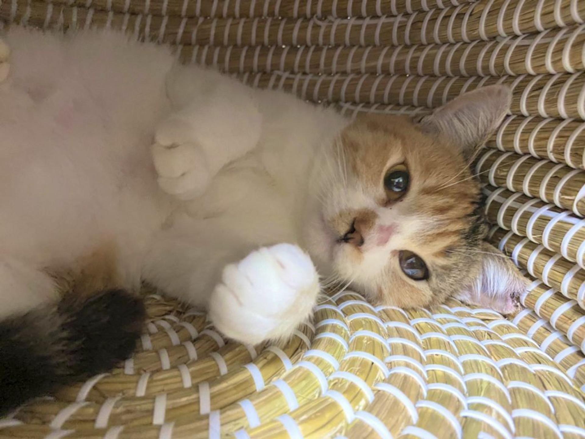 pet-image-3