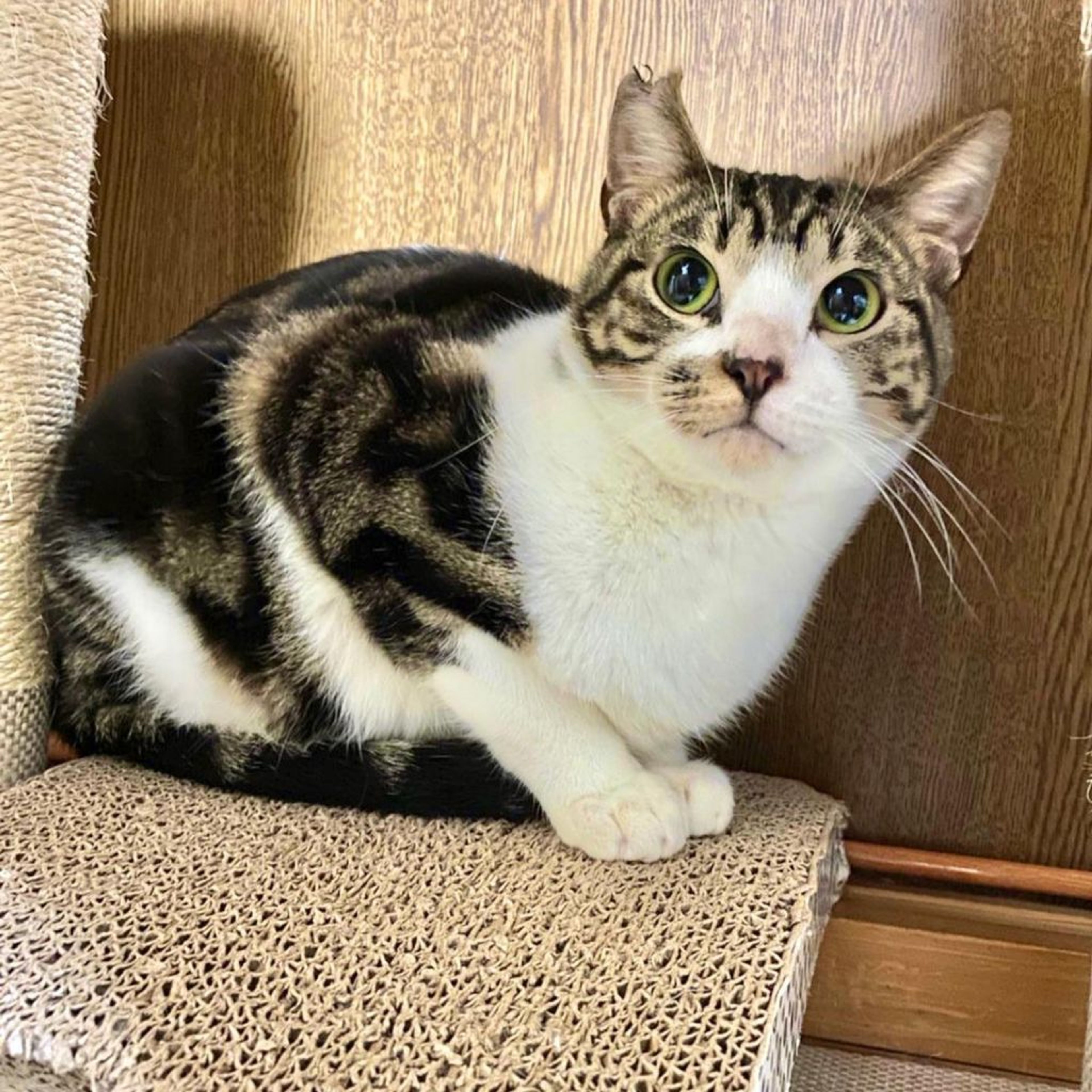 雑種（ミックス猫）・オスの里親募集の写真