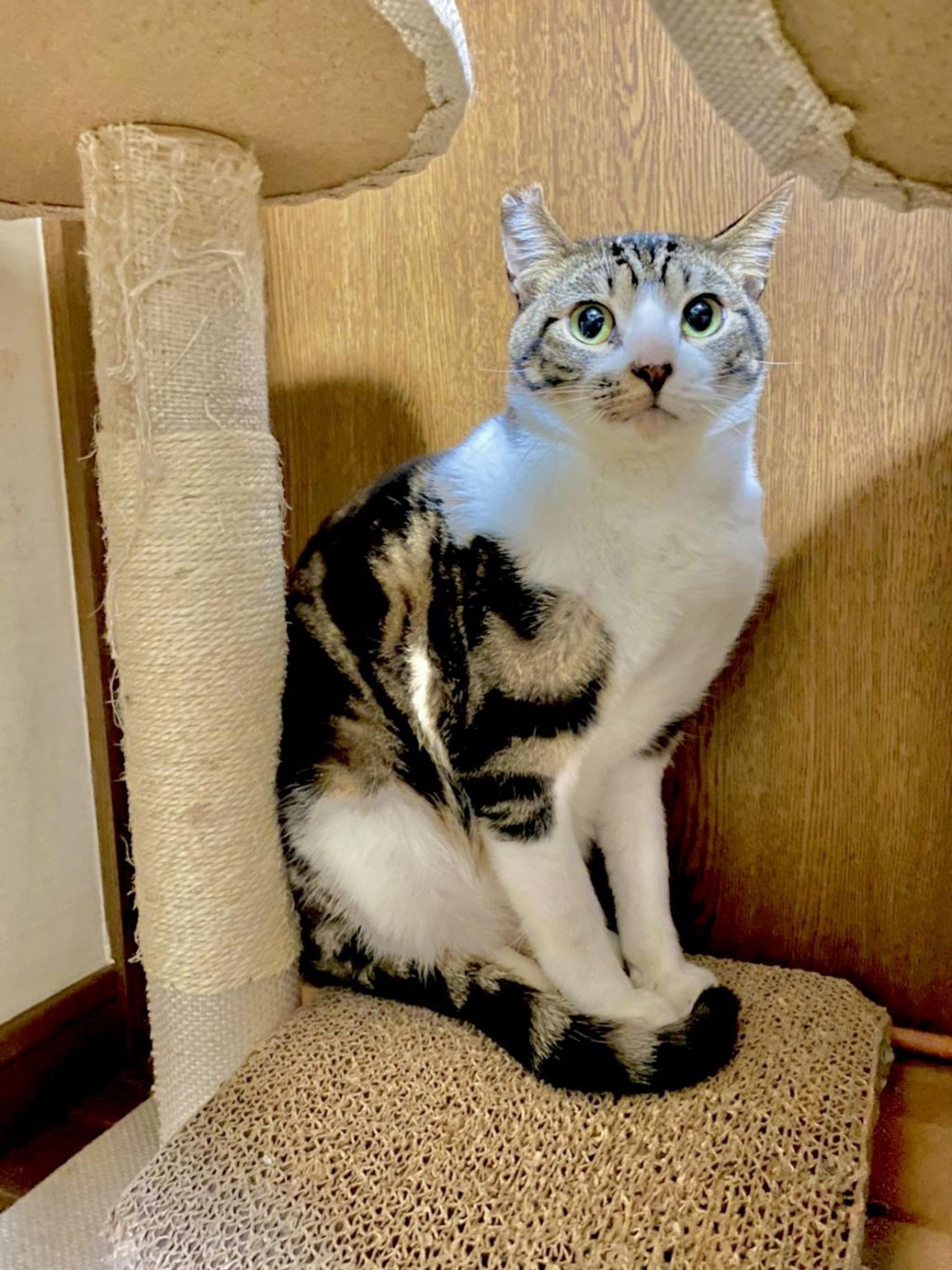 pet-image-2