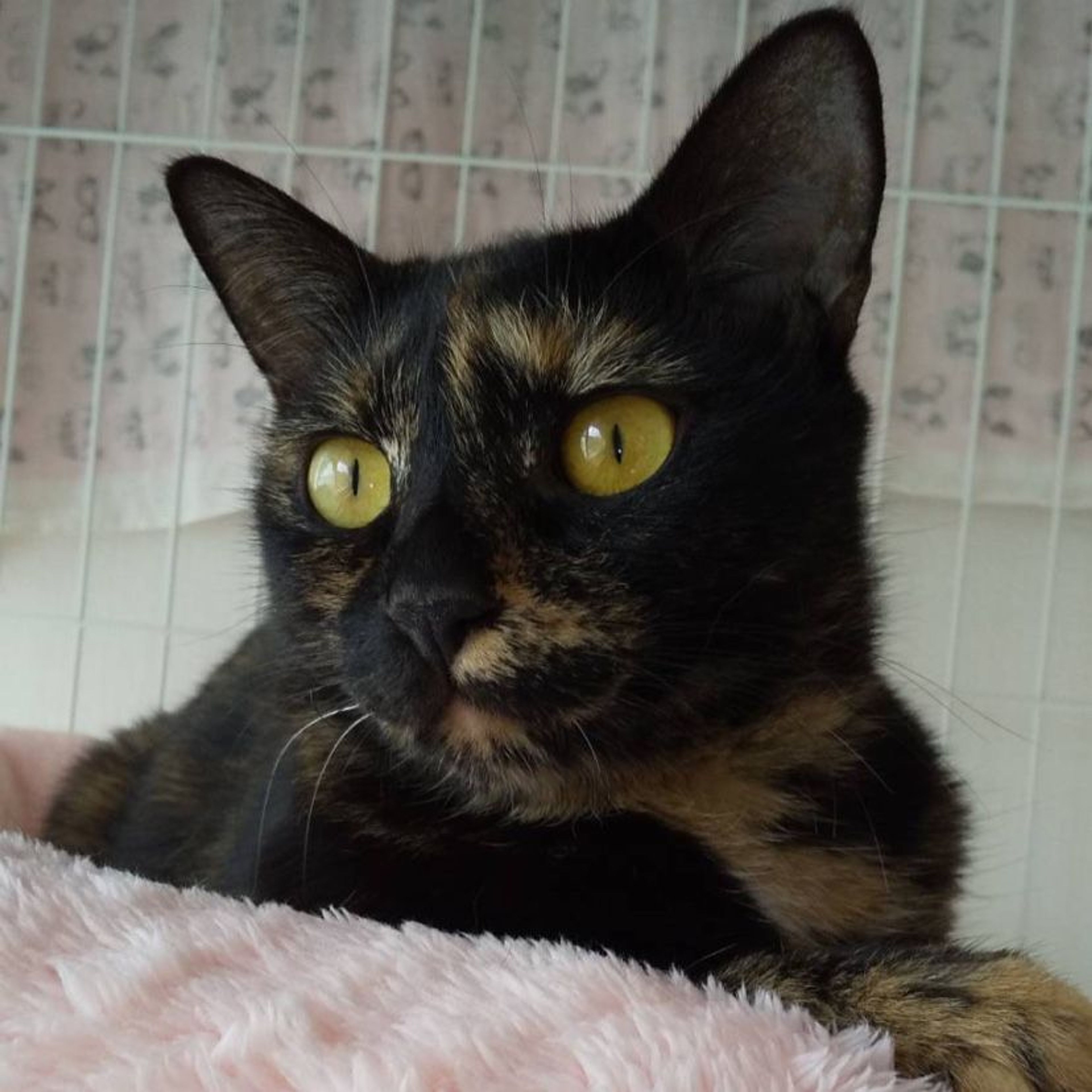 三毛猫様♡ありがとうございます♡ 美猫😍 キジ三毛のうめちゃんと パステル三毛のあさちゃん