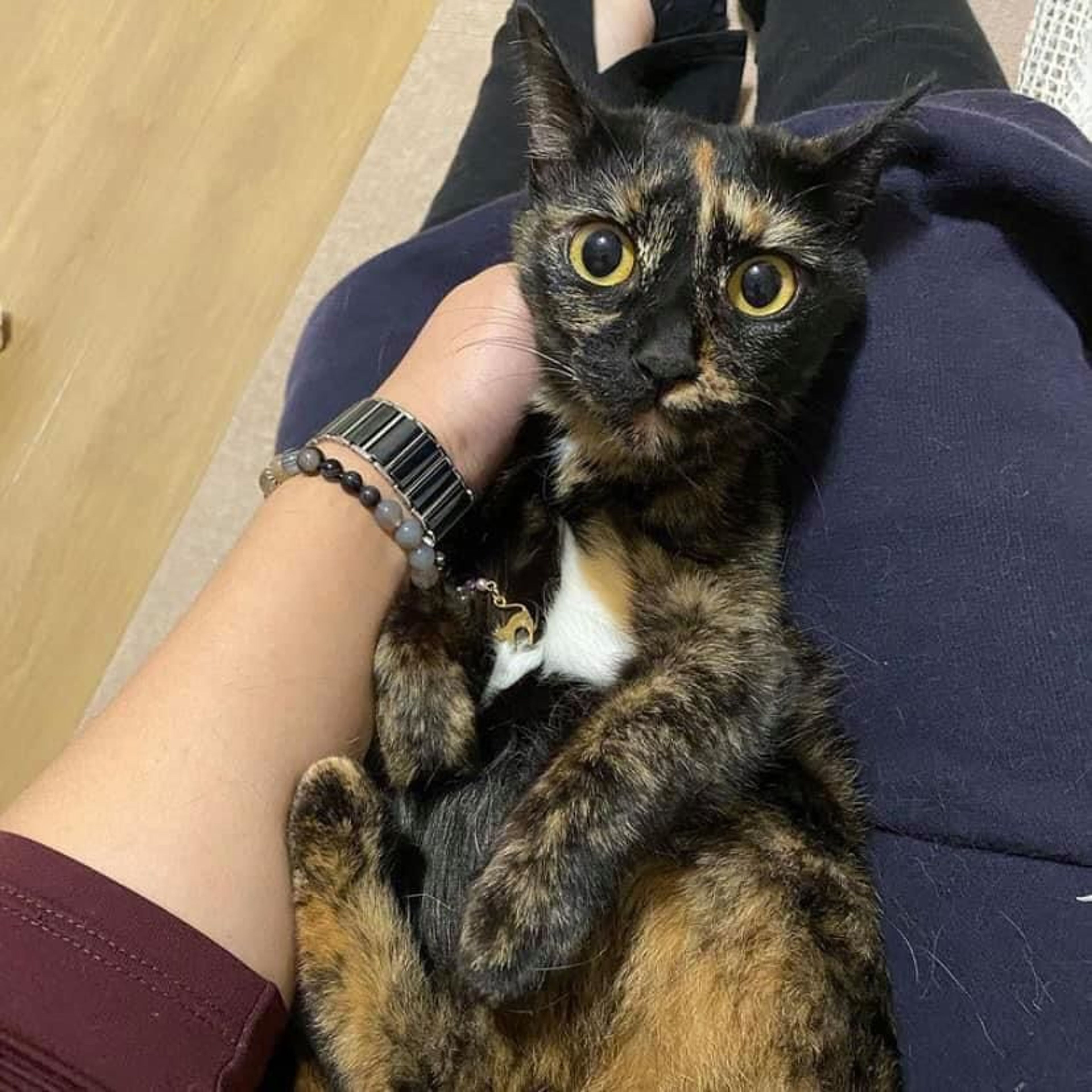 三毛猫様♡ありがとうございます♡ おねだり三毛猫｜WooBia公式オンラインショップ – WooBia