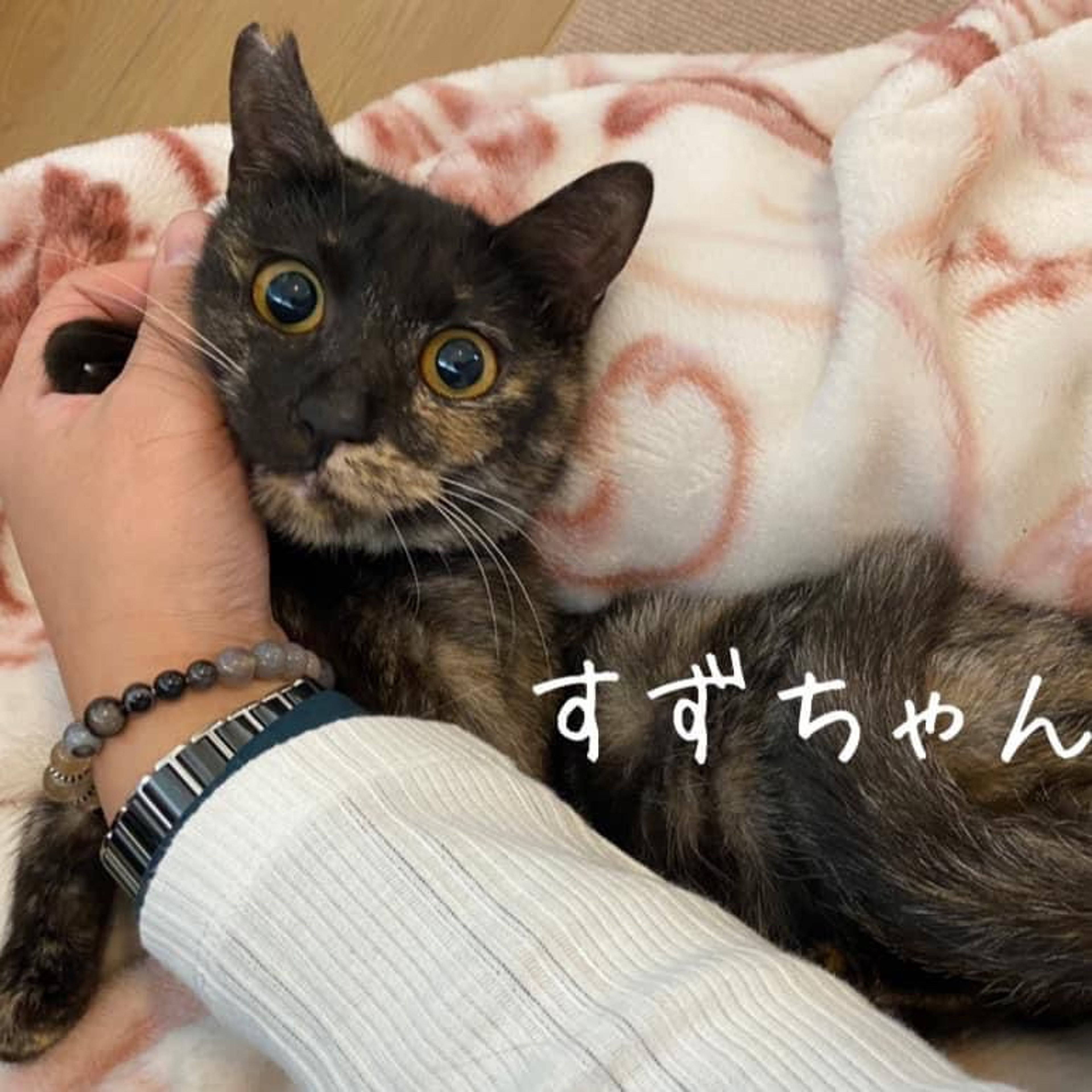 サビ猫に見えて、実は隠れ三毛猫ちゃん！ | 雑種（ミックス猫