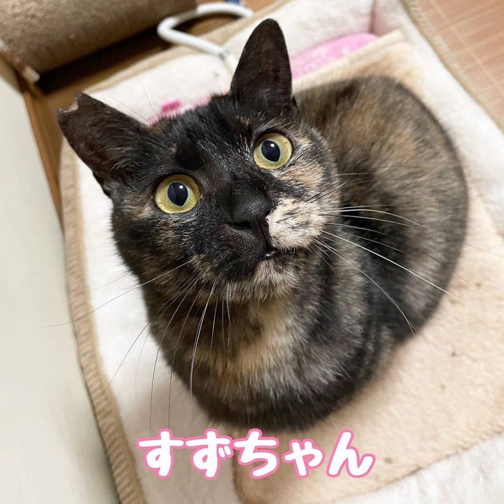 雑種（ミックス猫）・メスの里親募集の写真