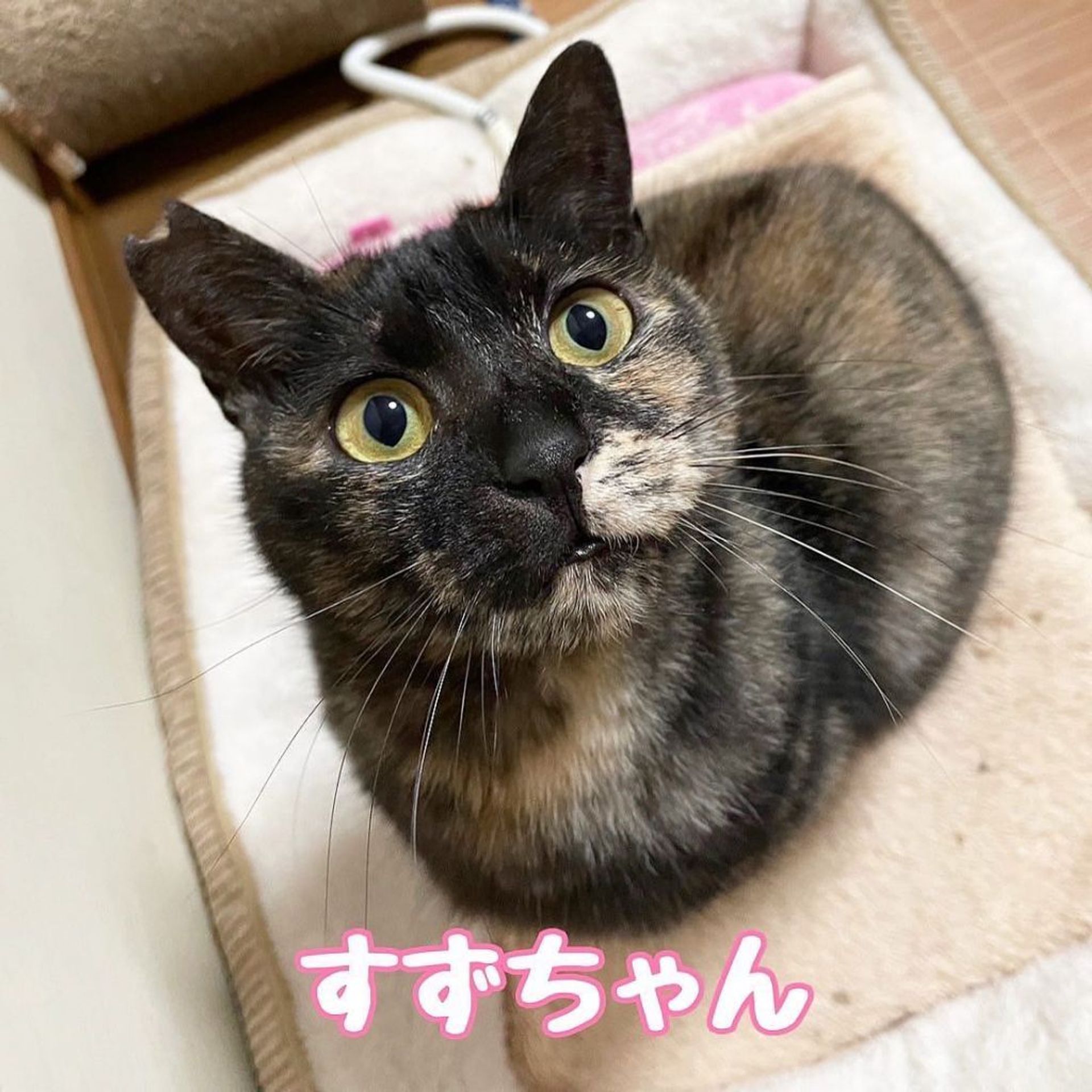 雑種（ミックス猫）・メスの里親募集の写真