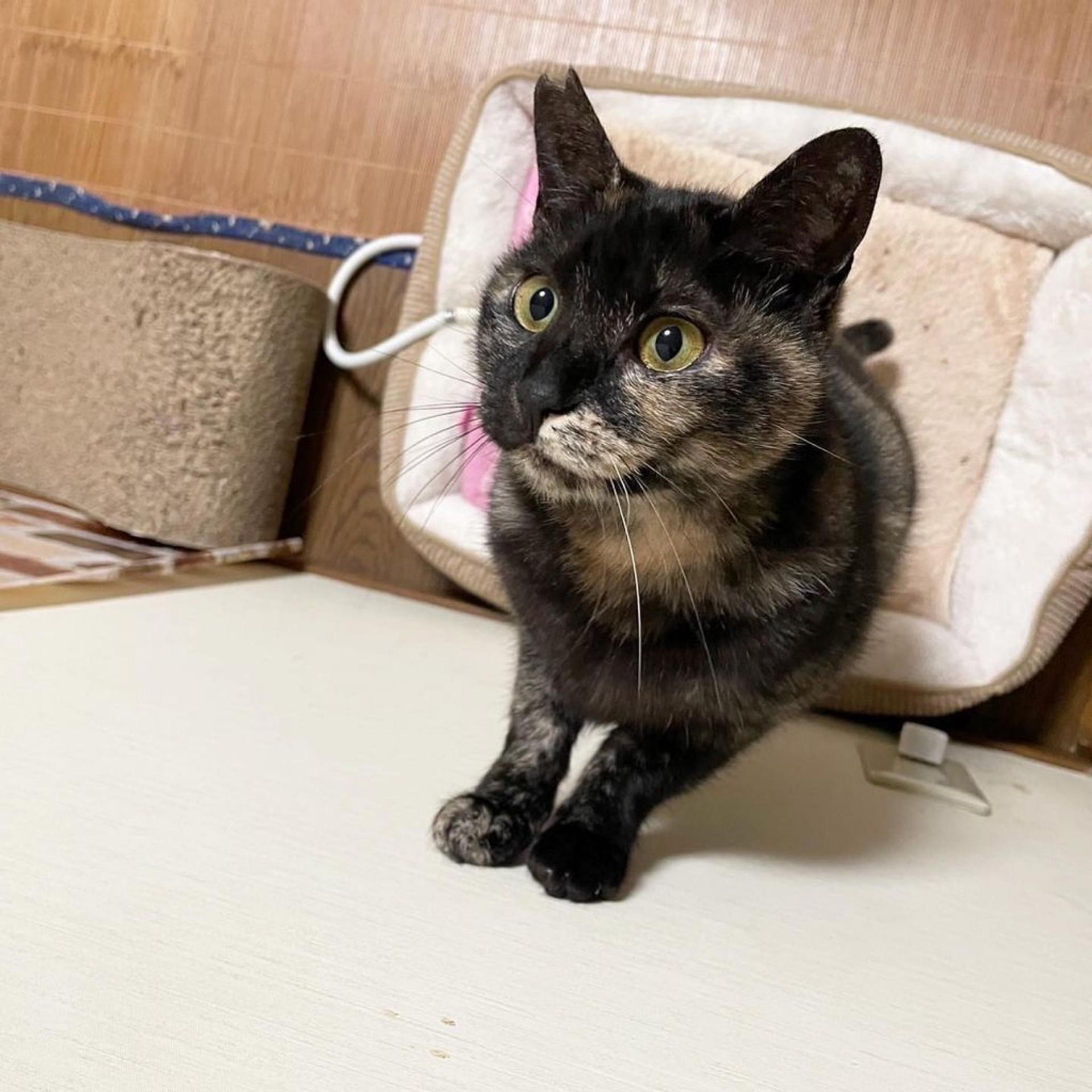 pet-image-4