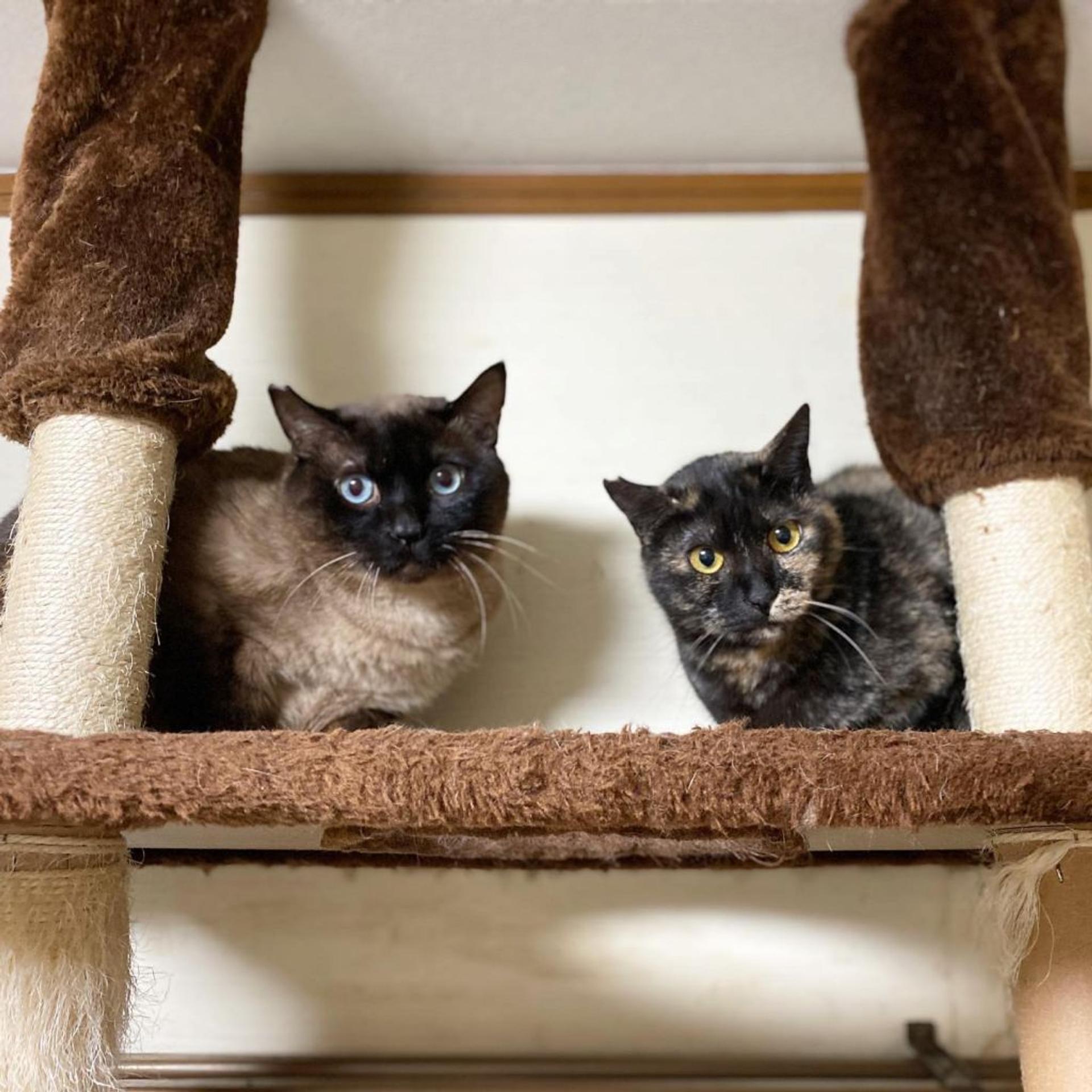 pet-image-7