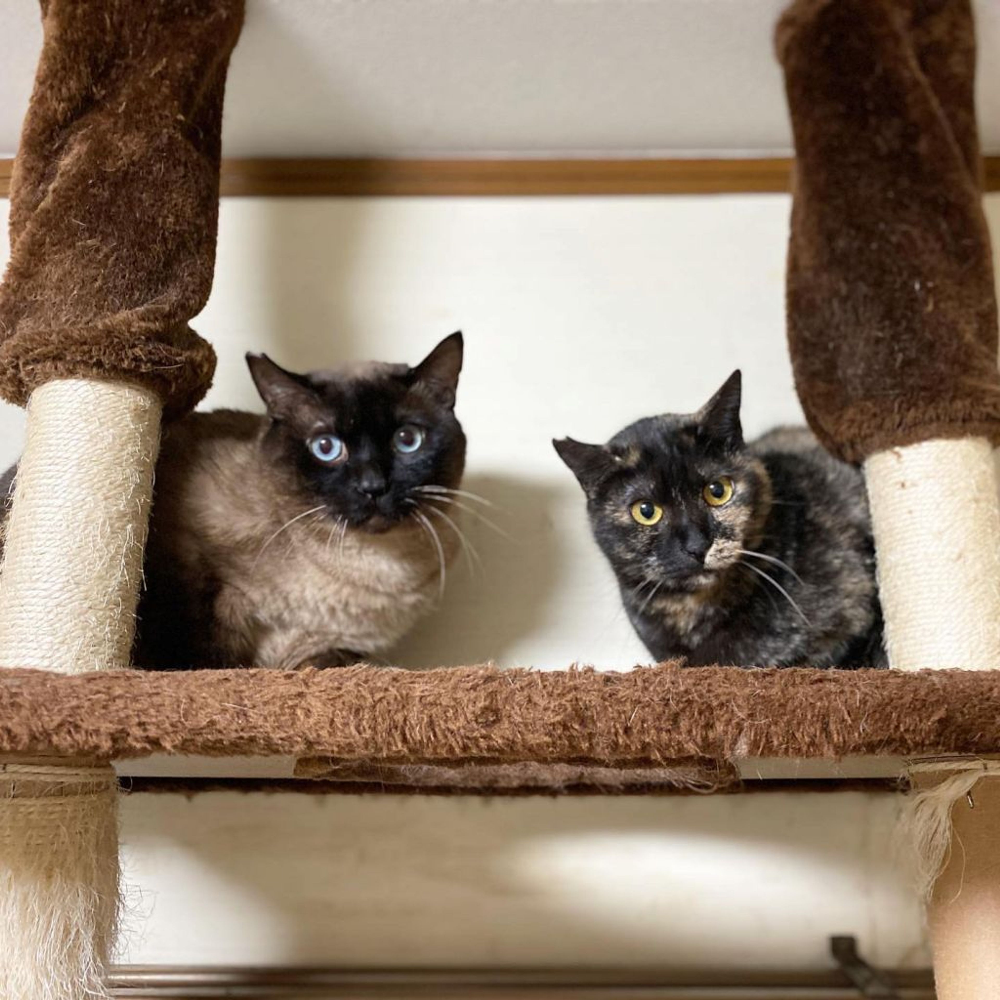 pet-image-7