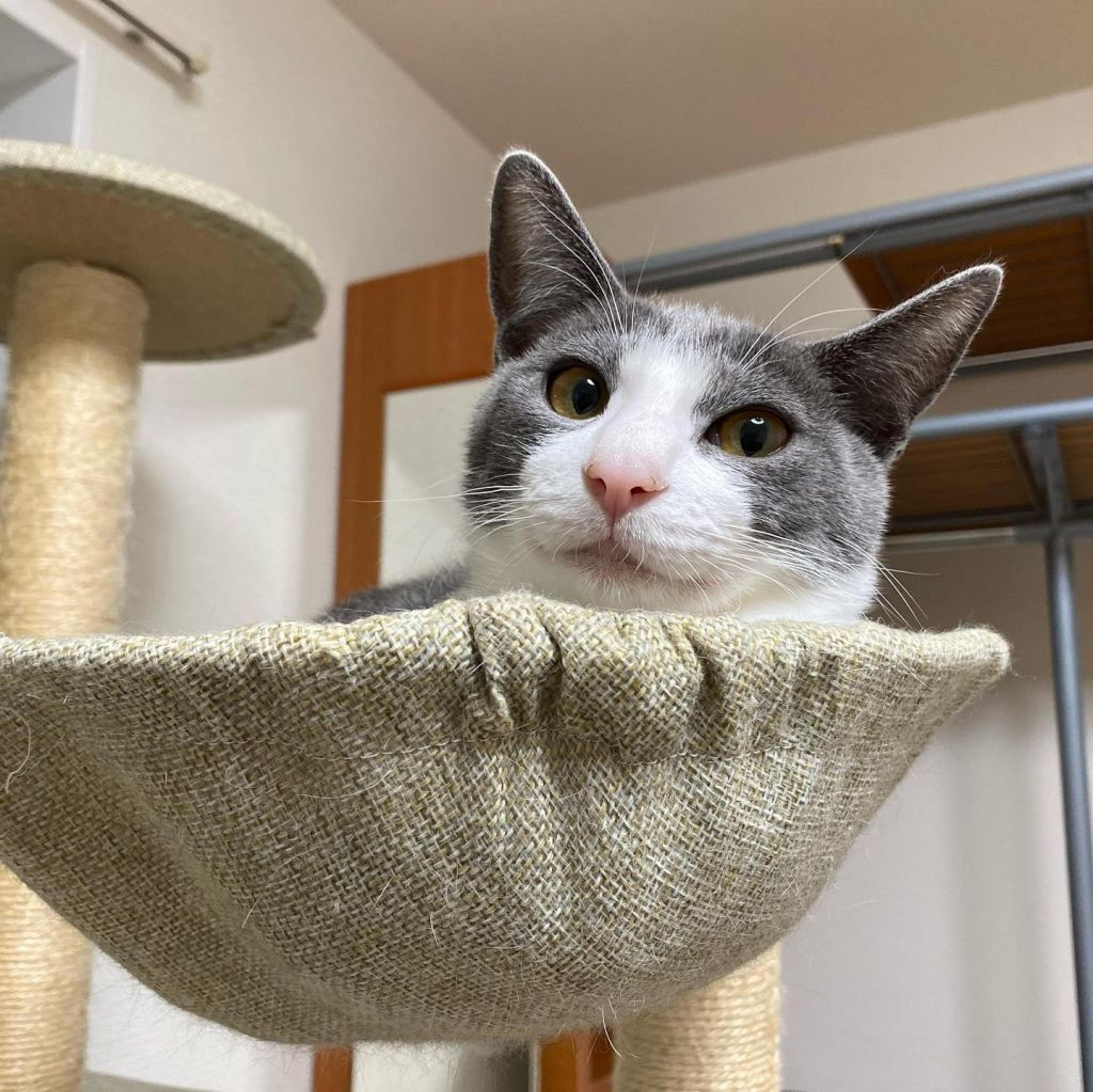 pet-image-2
