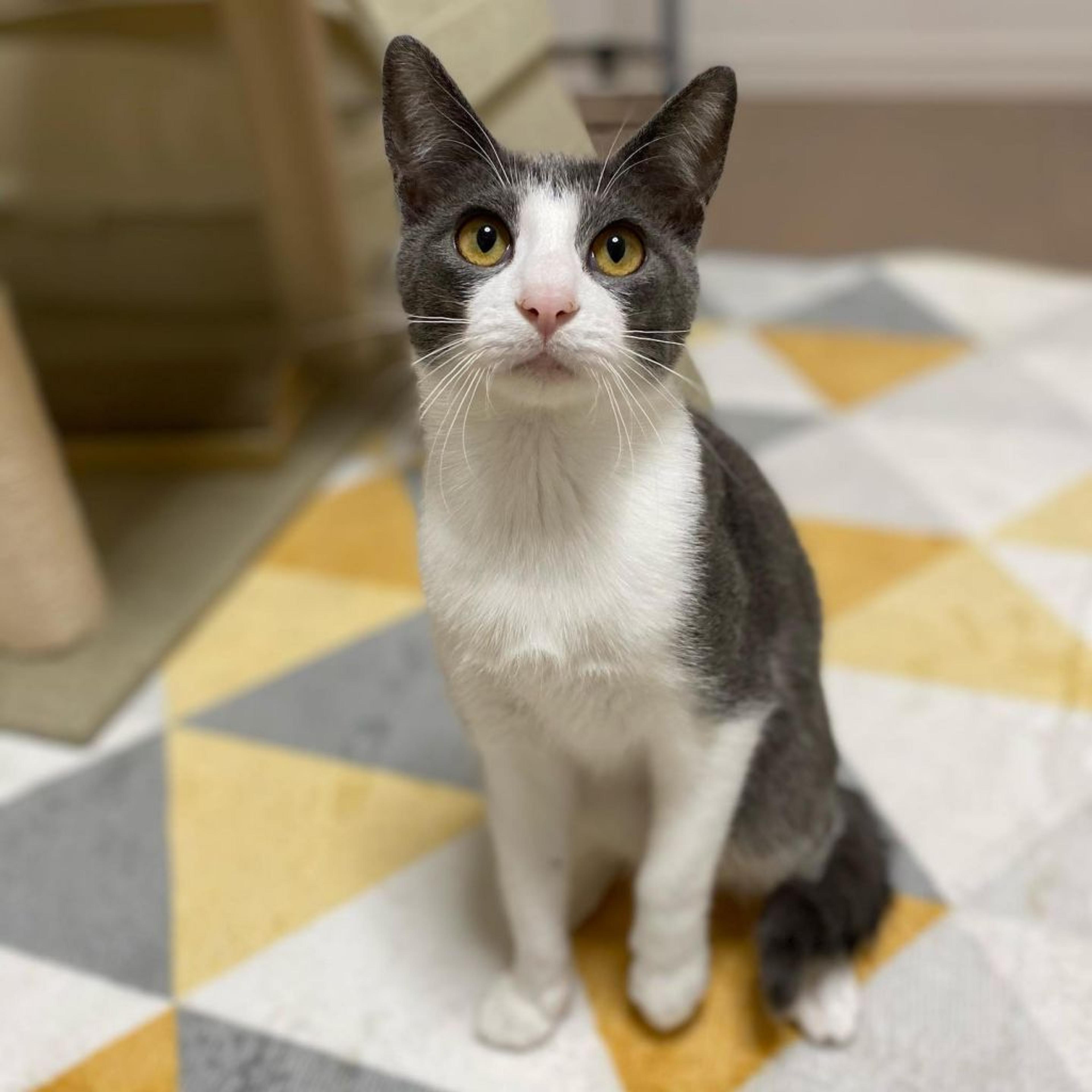 pet-image-3
