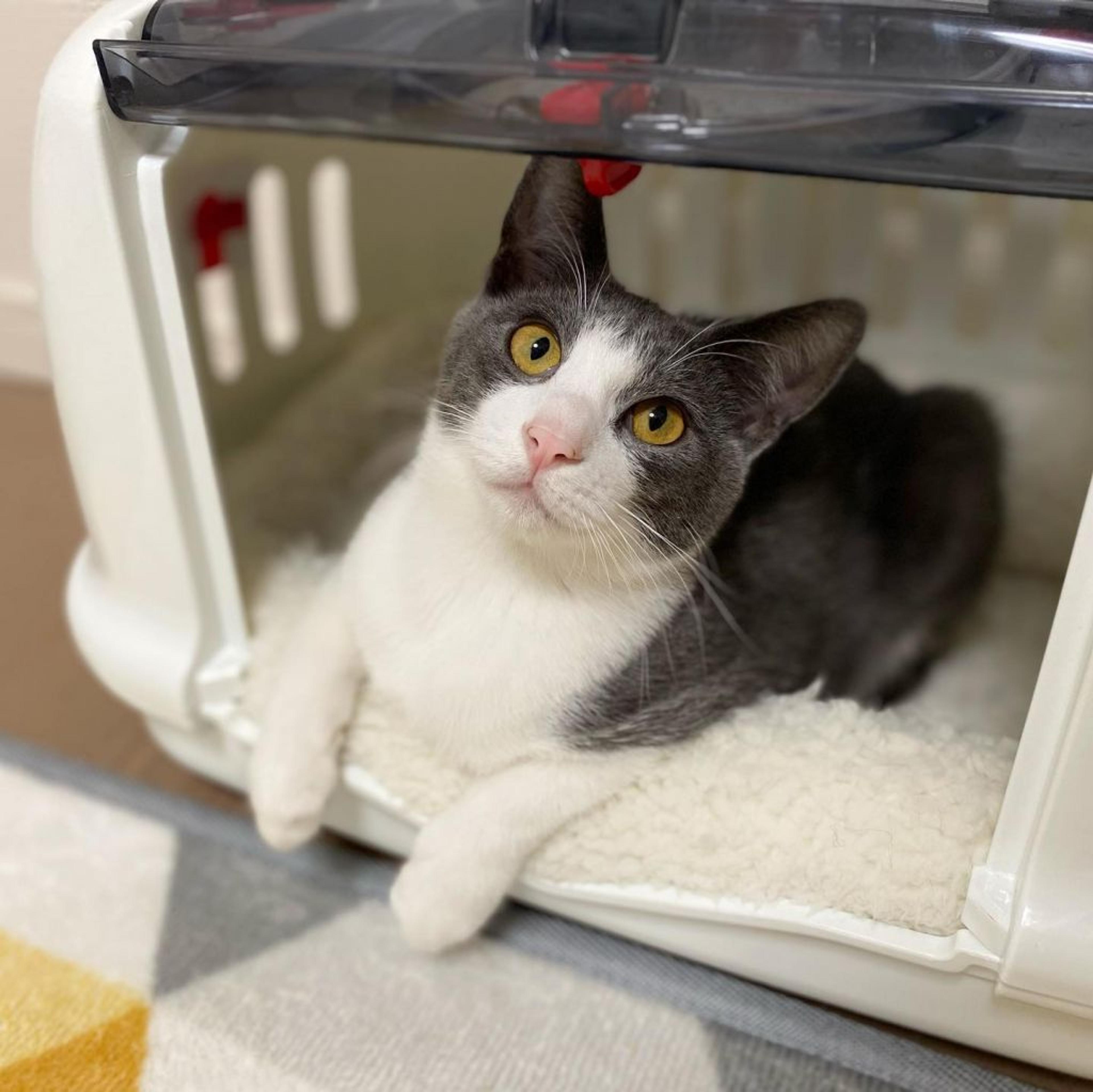 pet-image-4