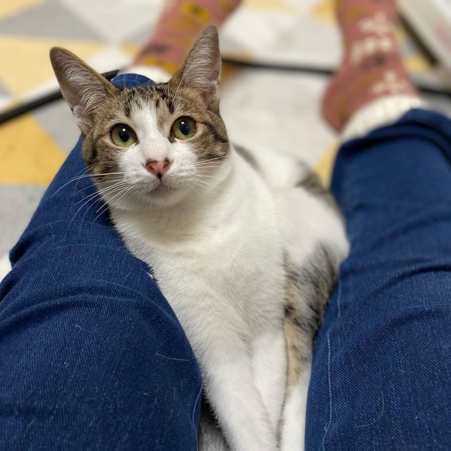 雑種（ミックス猫）・オスの里親募集の写真