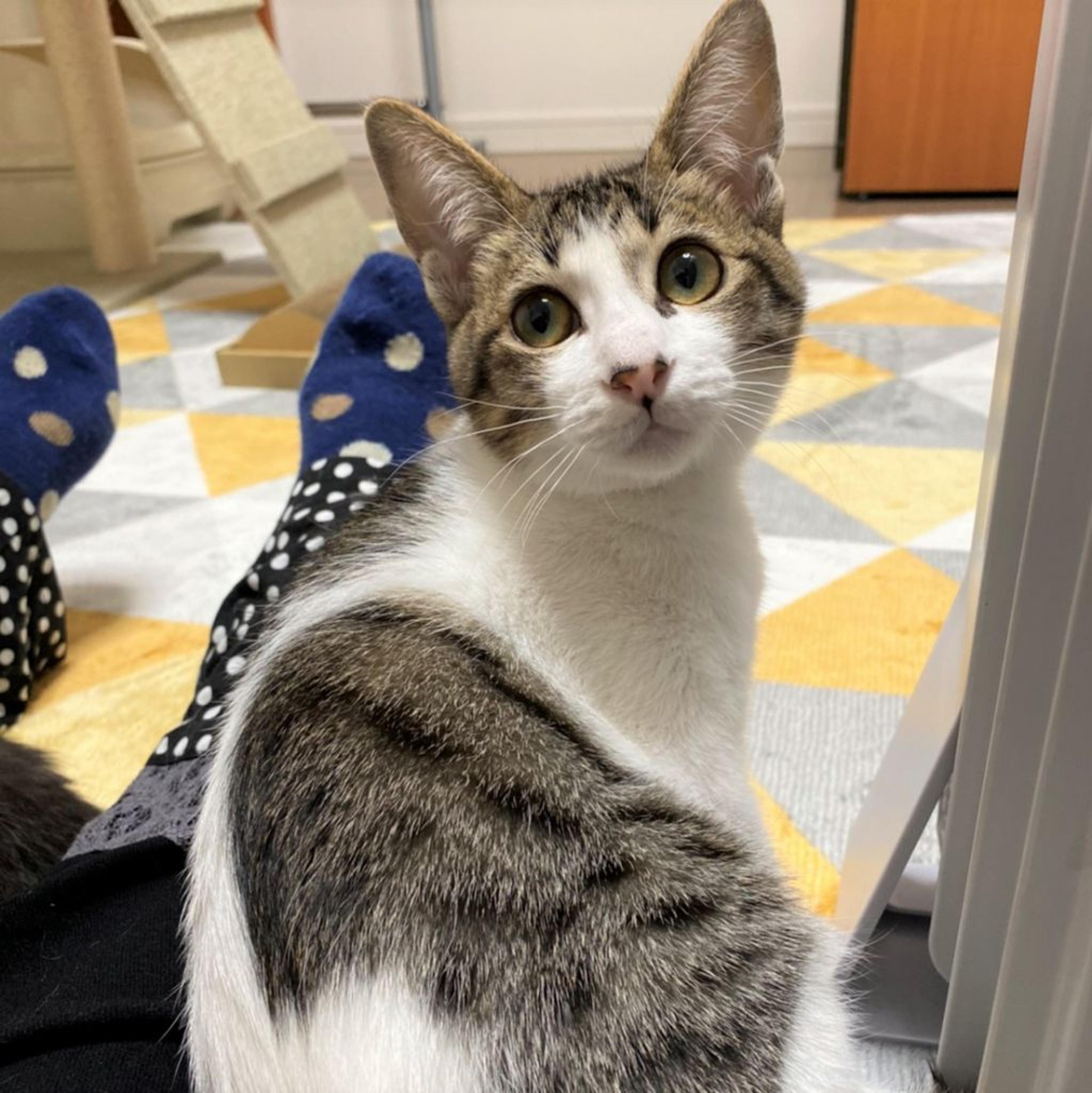 pet-image-3