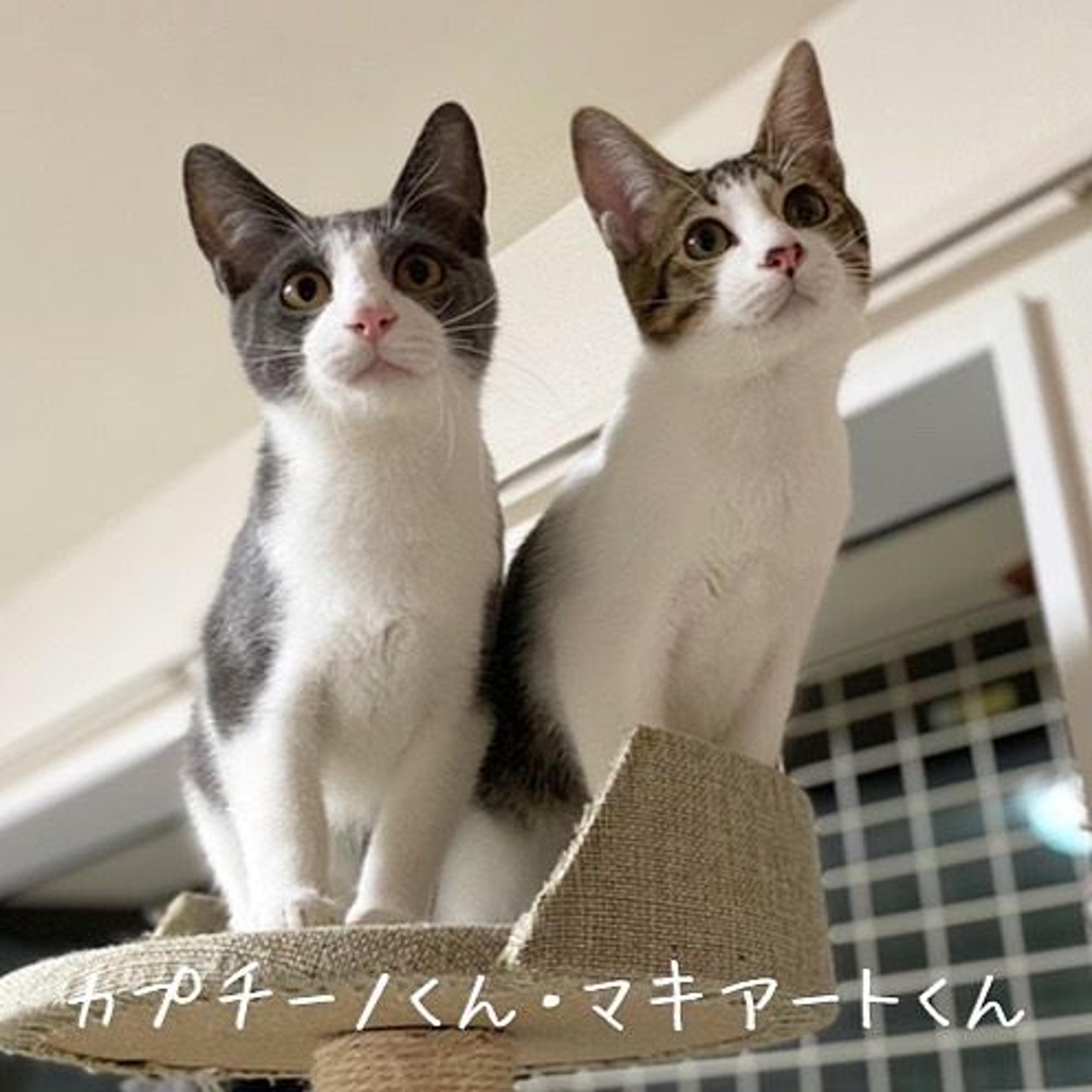 pet-image-5