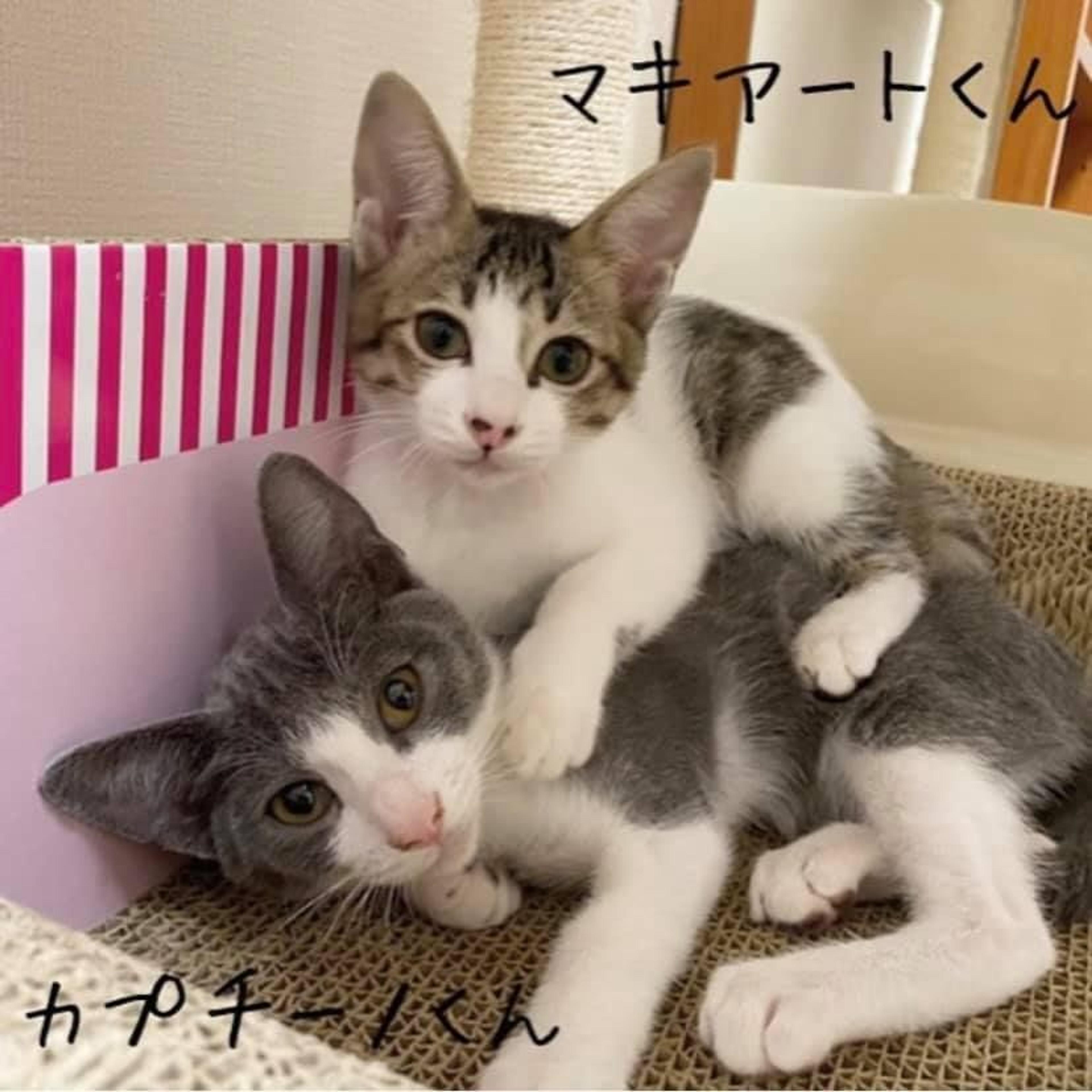 pet-image-6