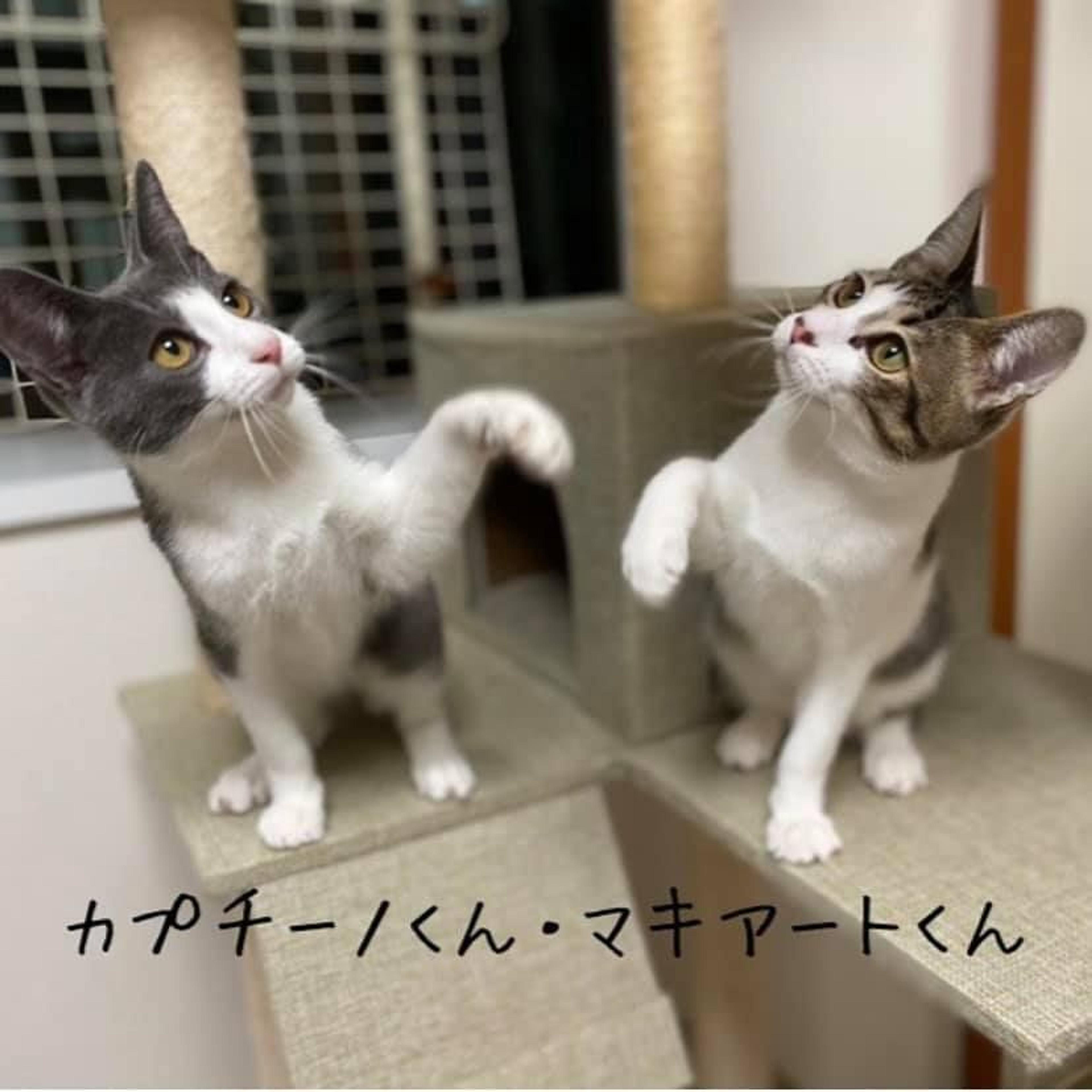 pet-image-7