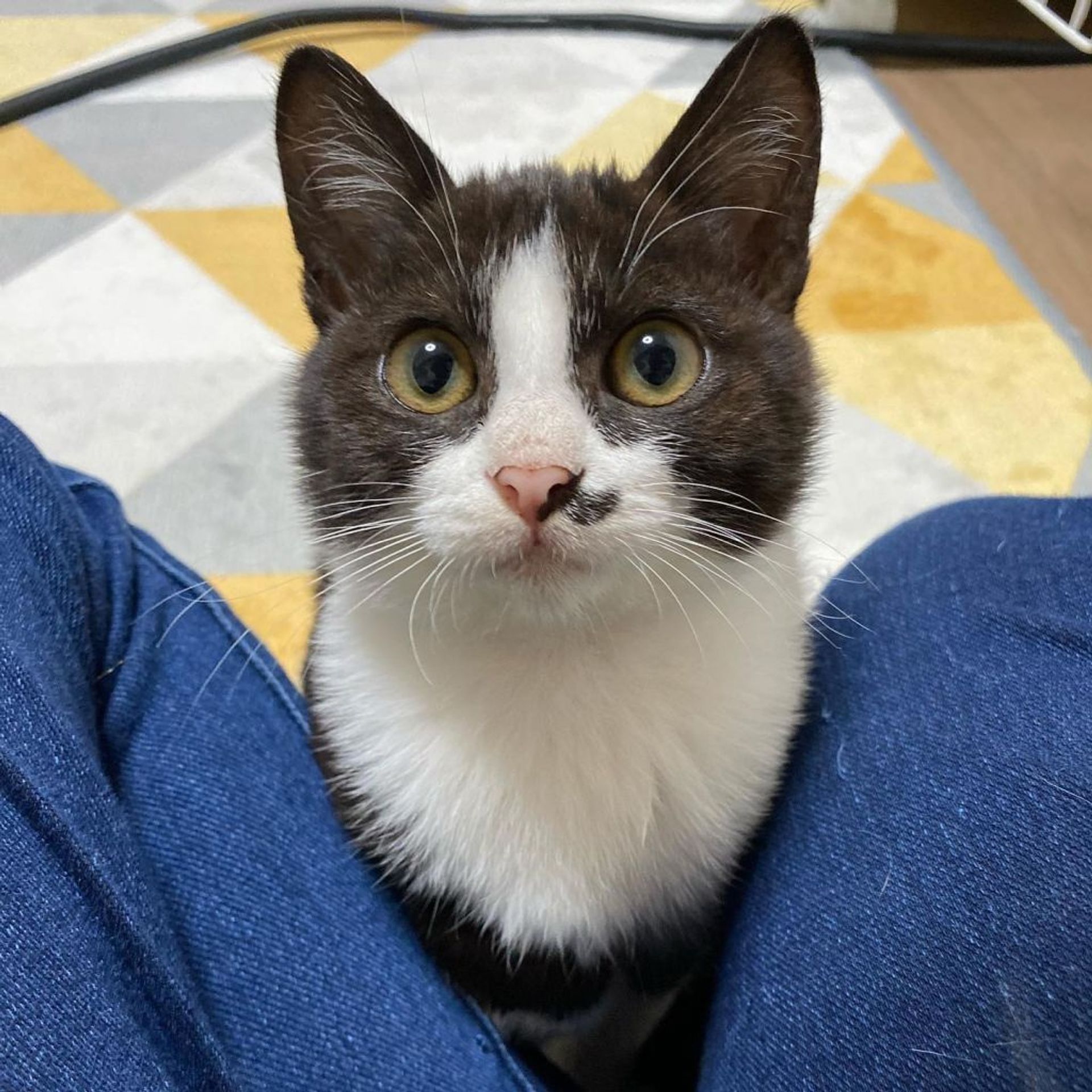 雑種（ミックス猫）・メスの里親募集の写真