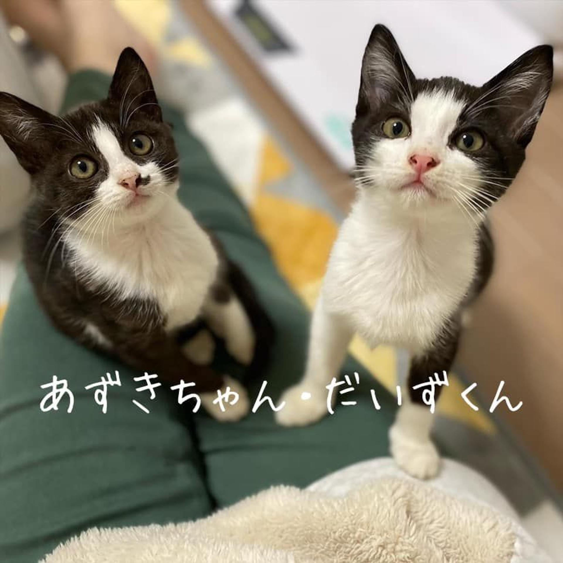 pet-image-5
