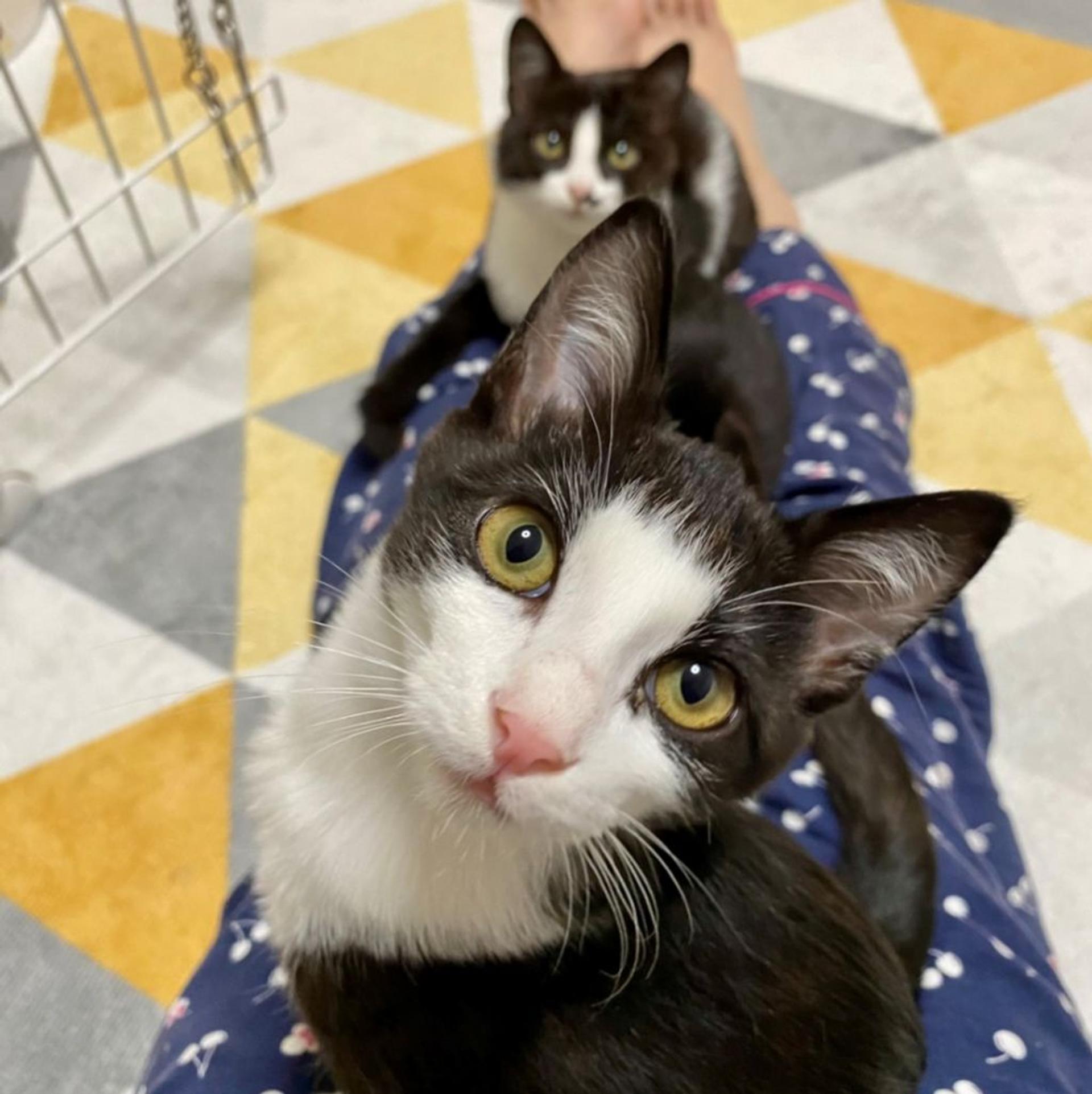 pet-image-9