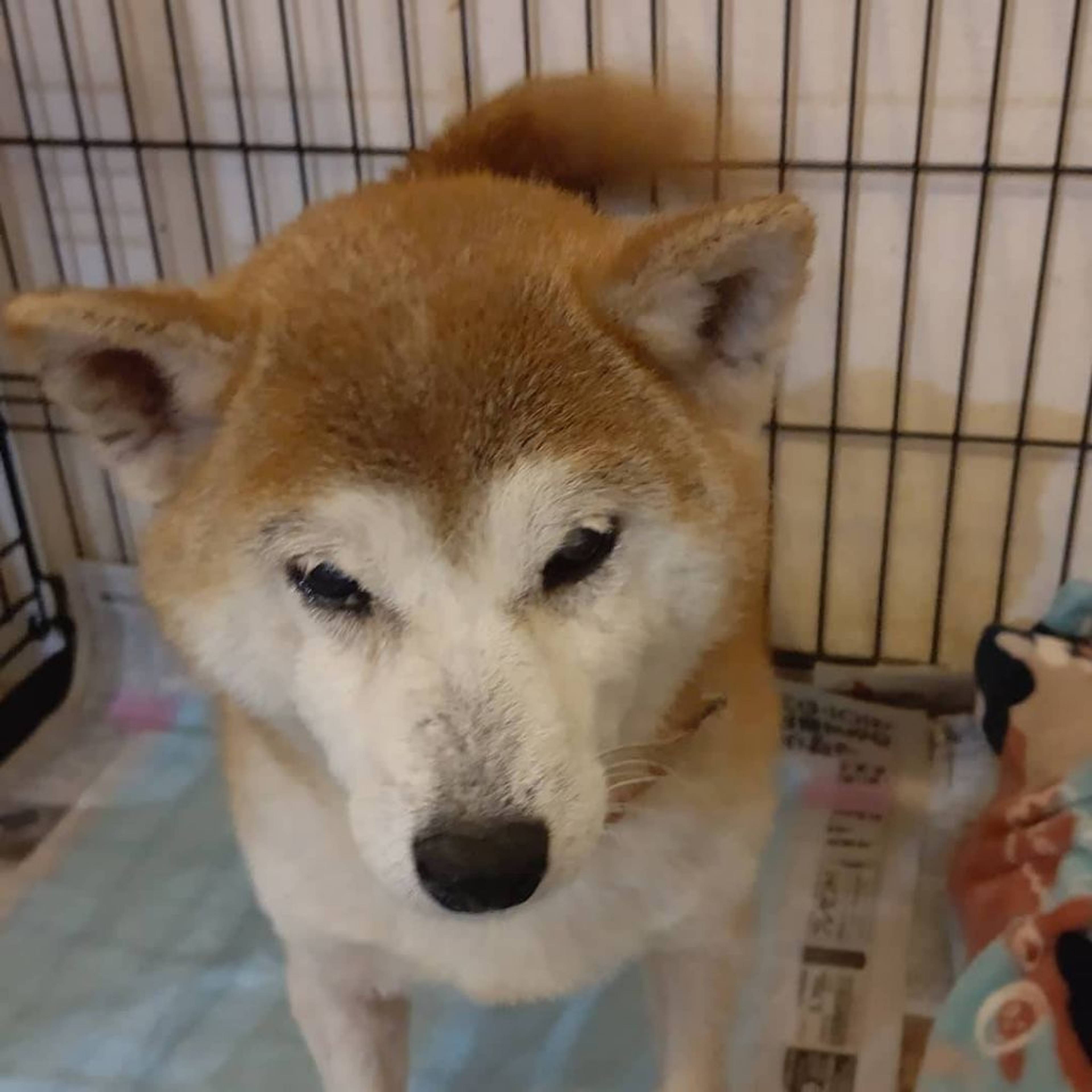 柴犬・メスの里親募集の写真