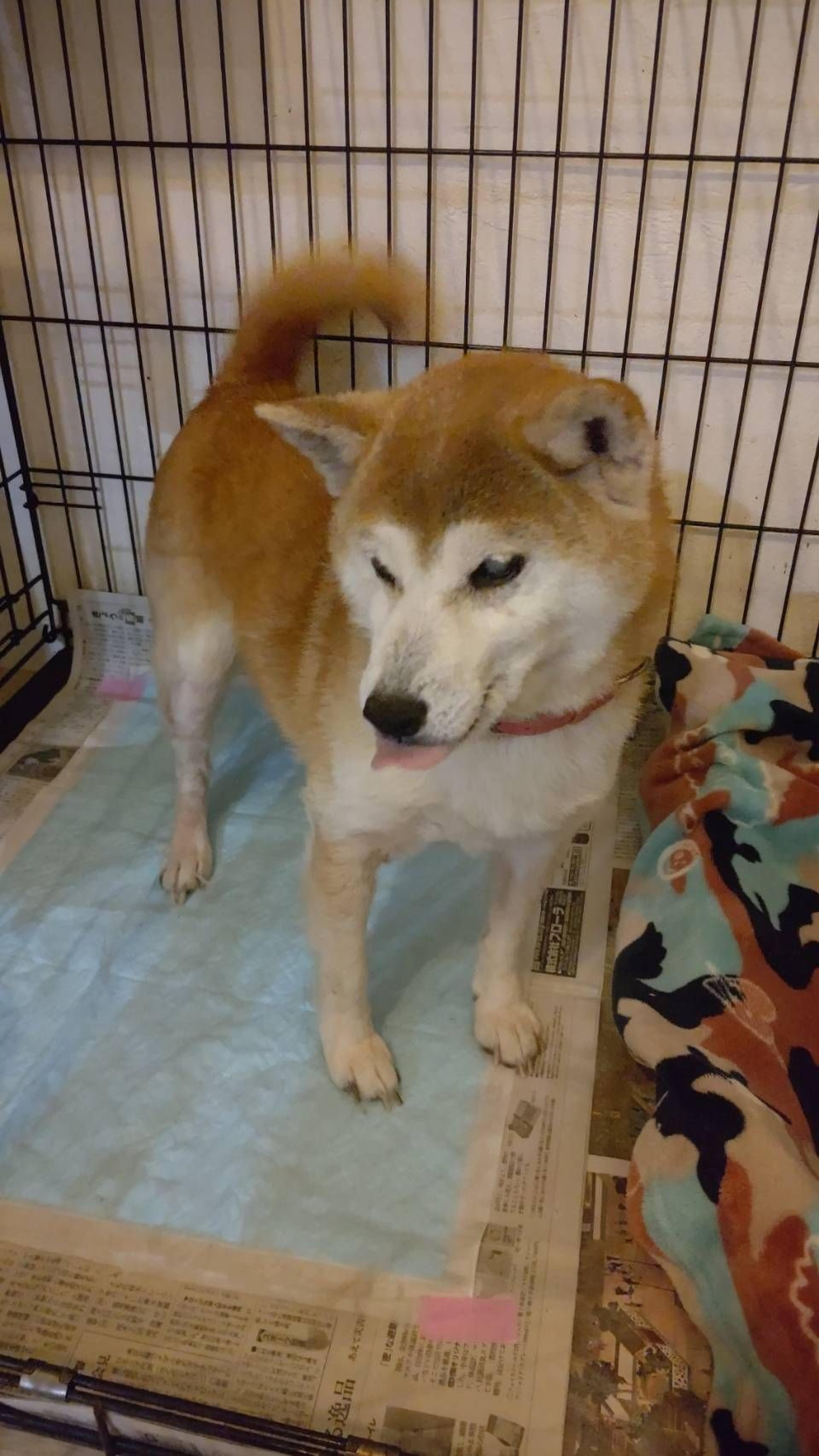 pet-image-2