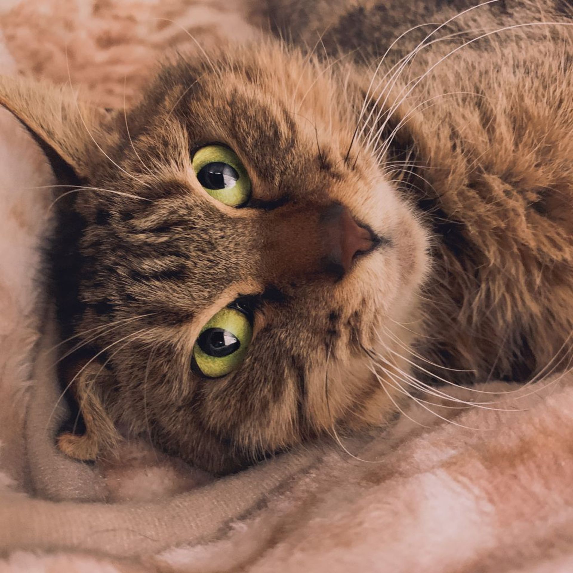 雑種（ミックス猫）・オスの里親募集の写真