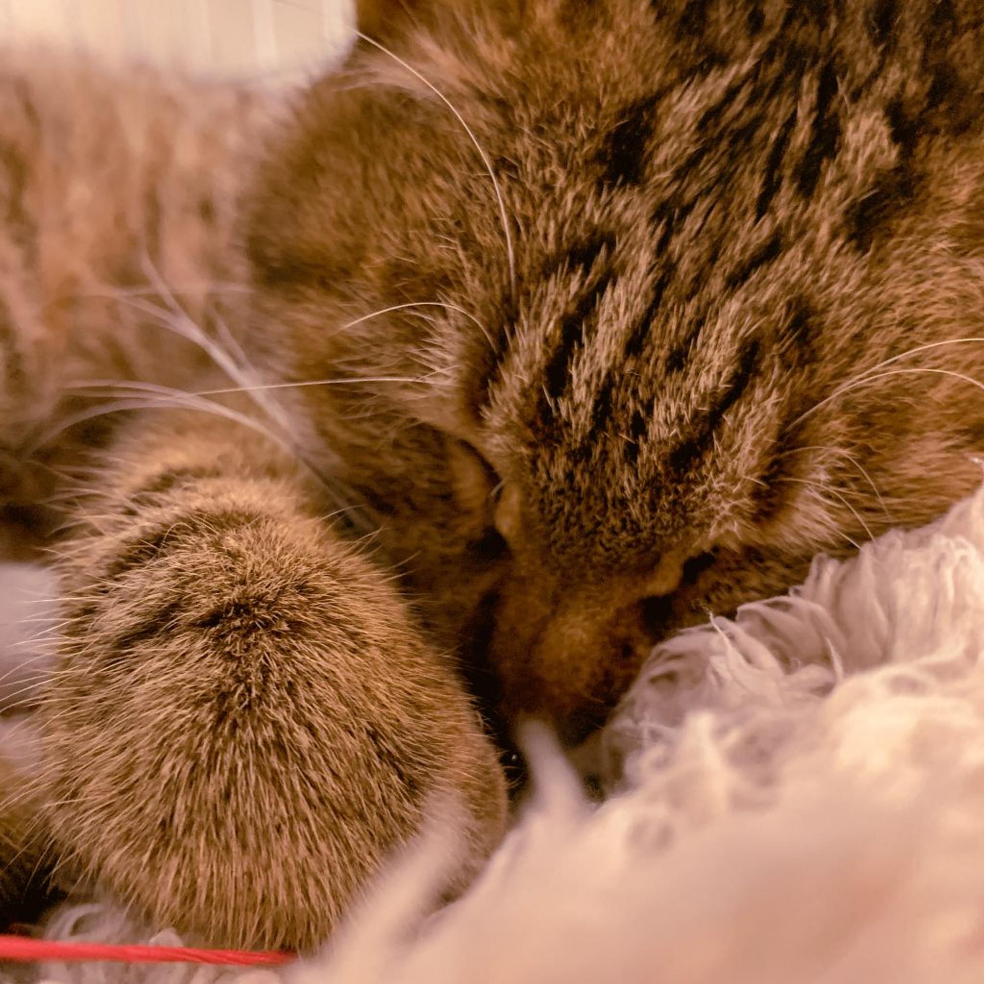 pet-image-3