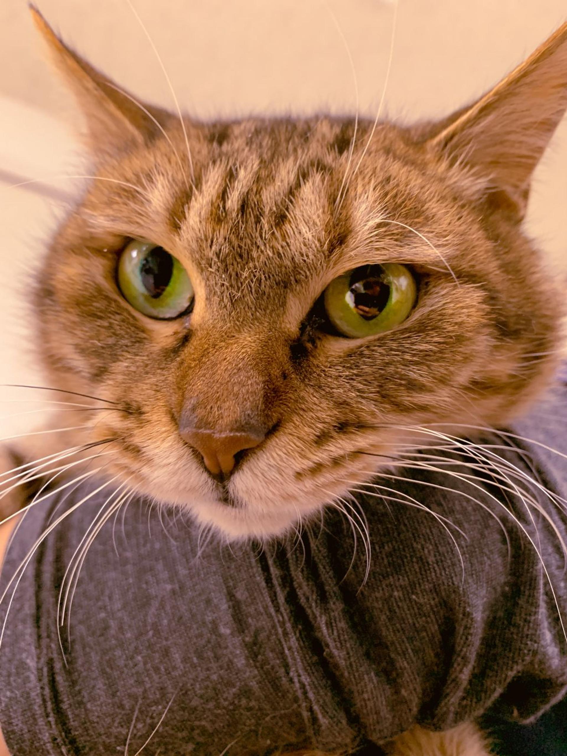 pet-image-6