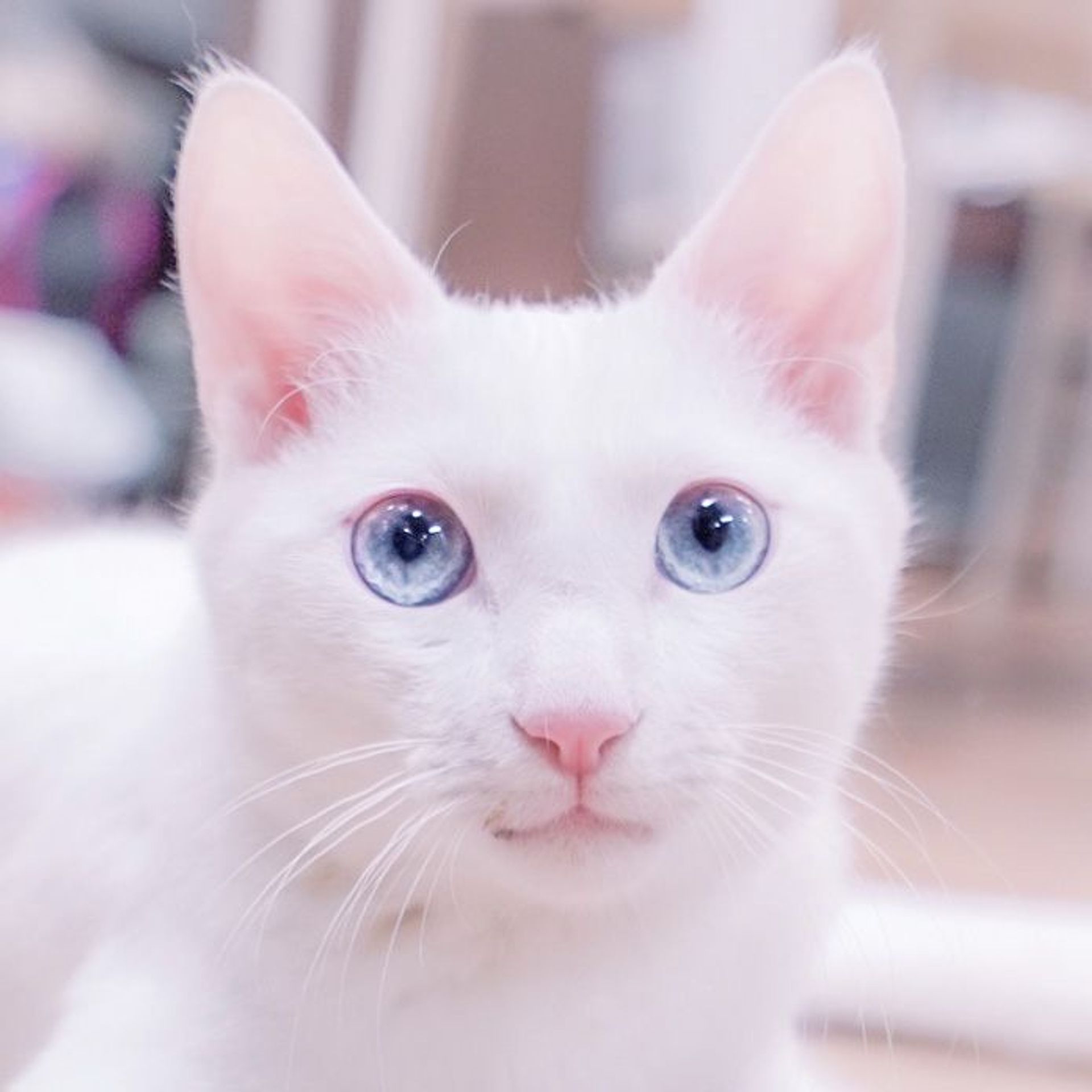 雑種（ミックス猫）・オスの里親募集の写真