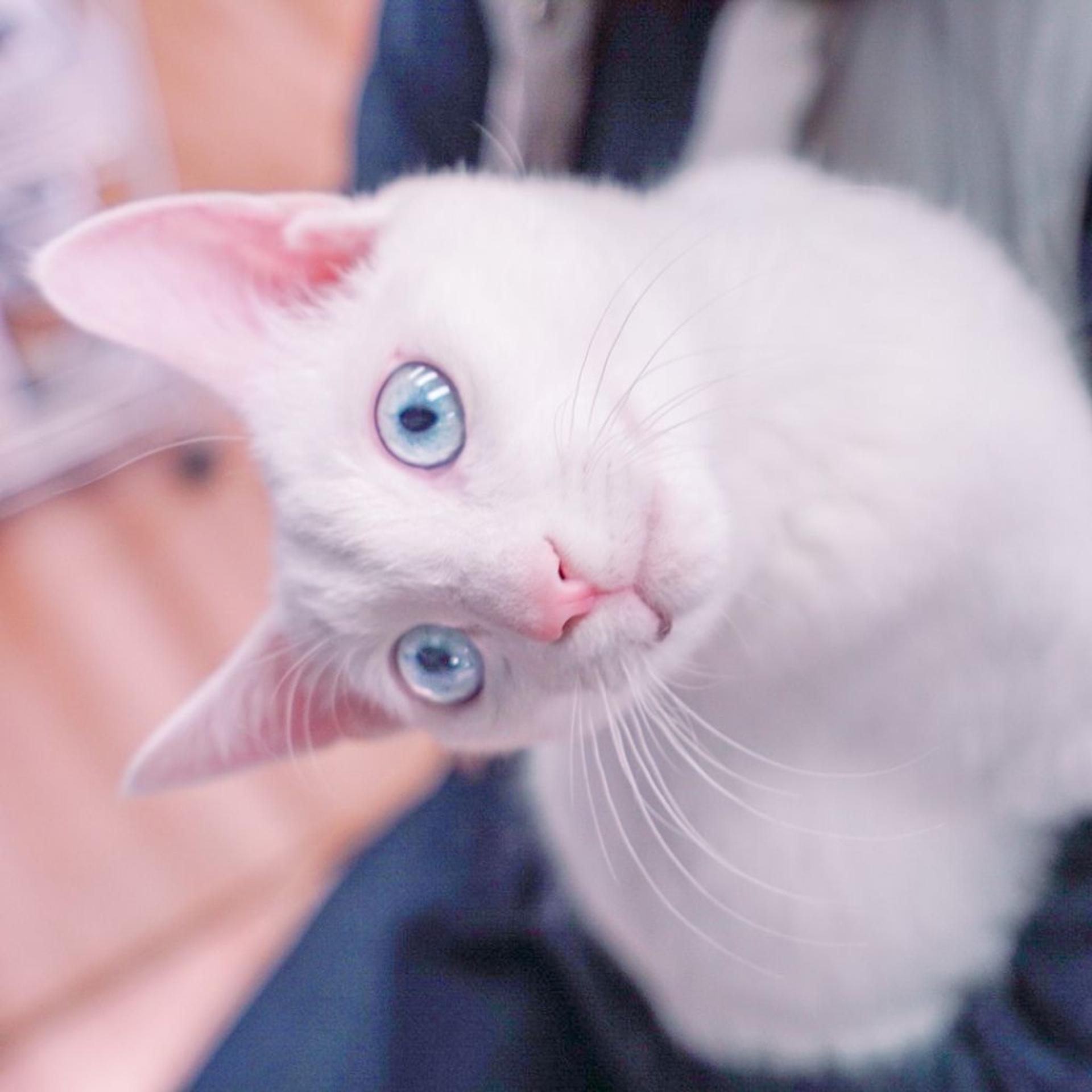 pet-image-4