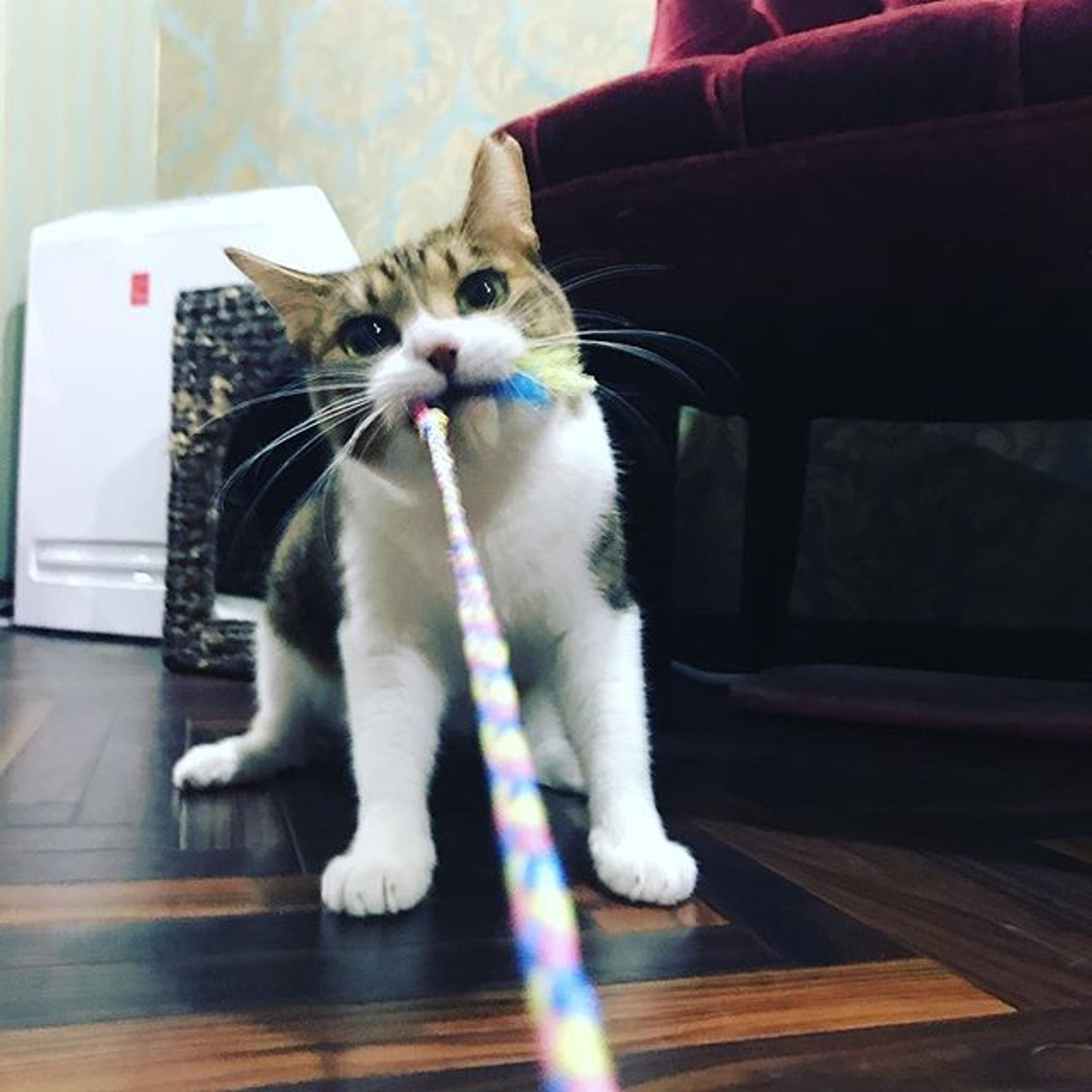 雑種（ミックス猫）・メスの里親募集の写真