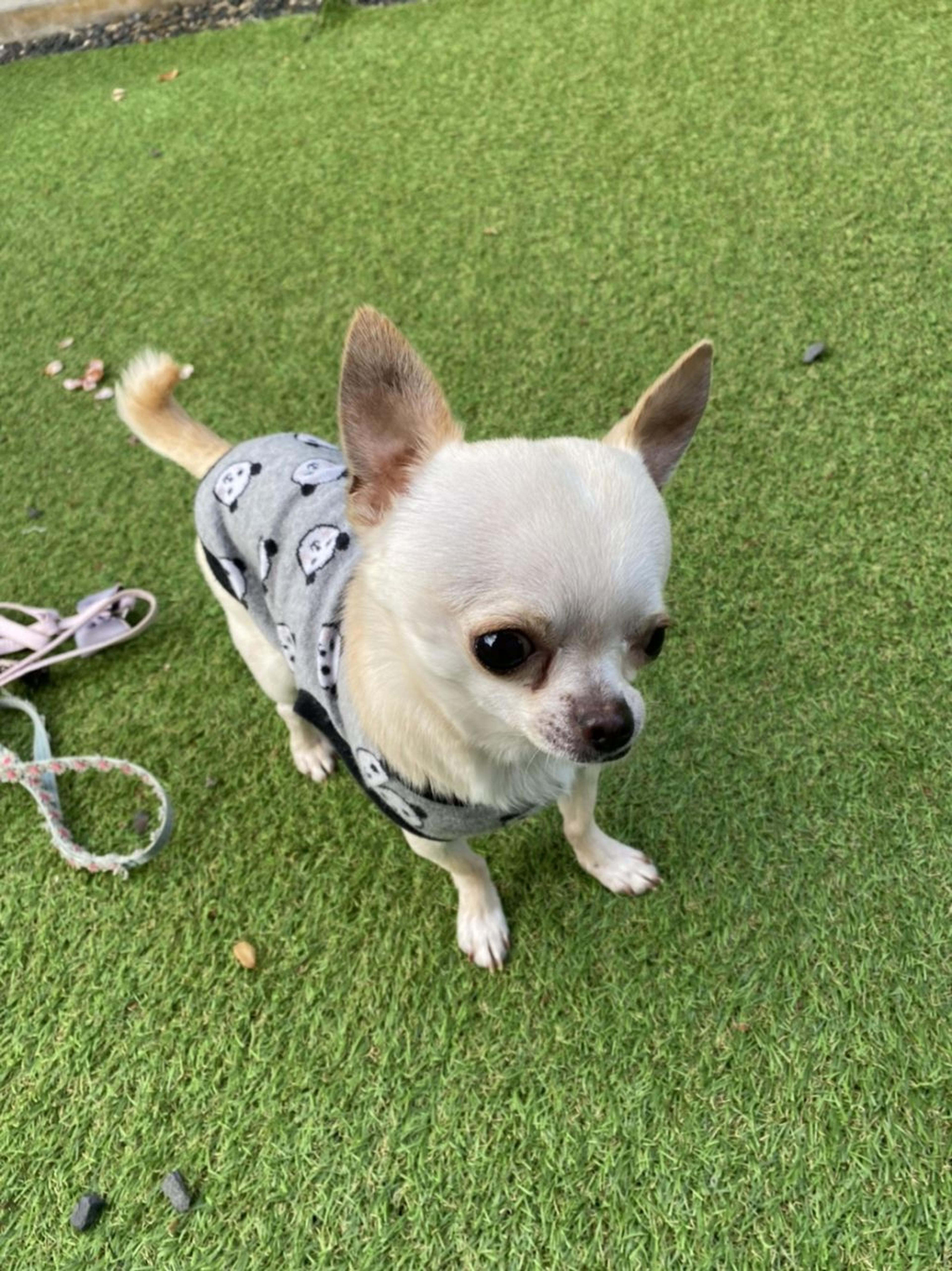 pet-image-2