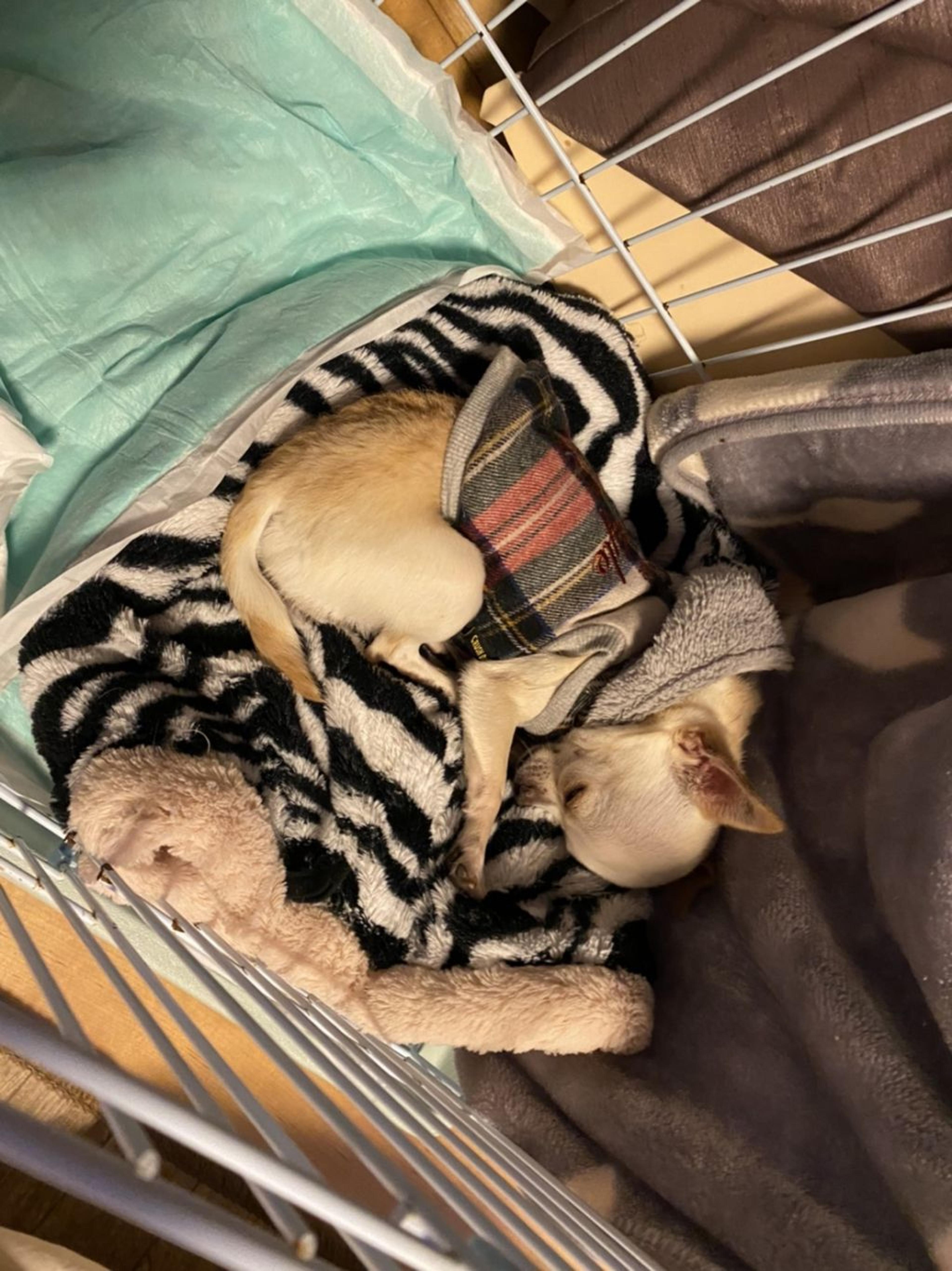 pet-image-3