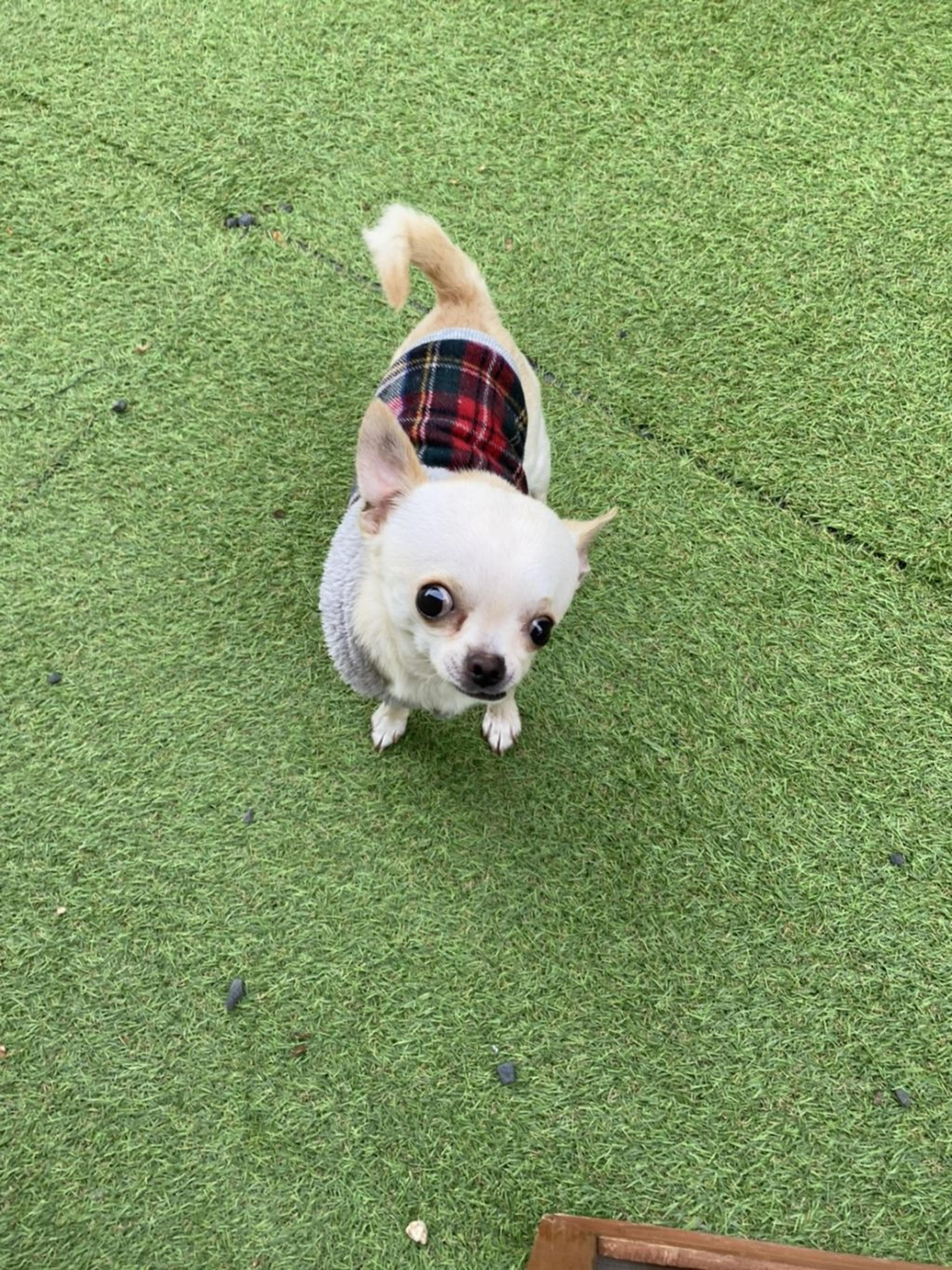 pet-image-4