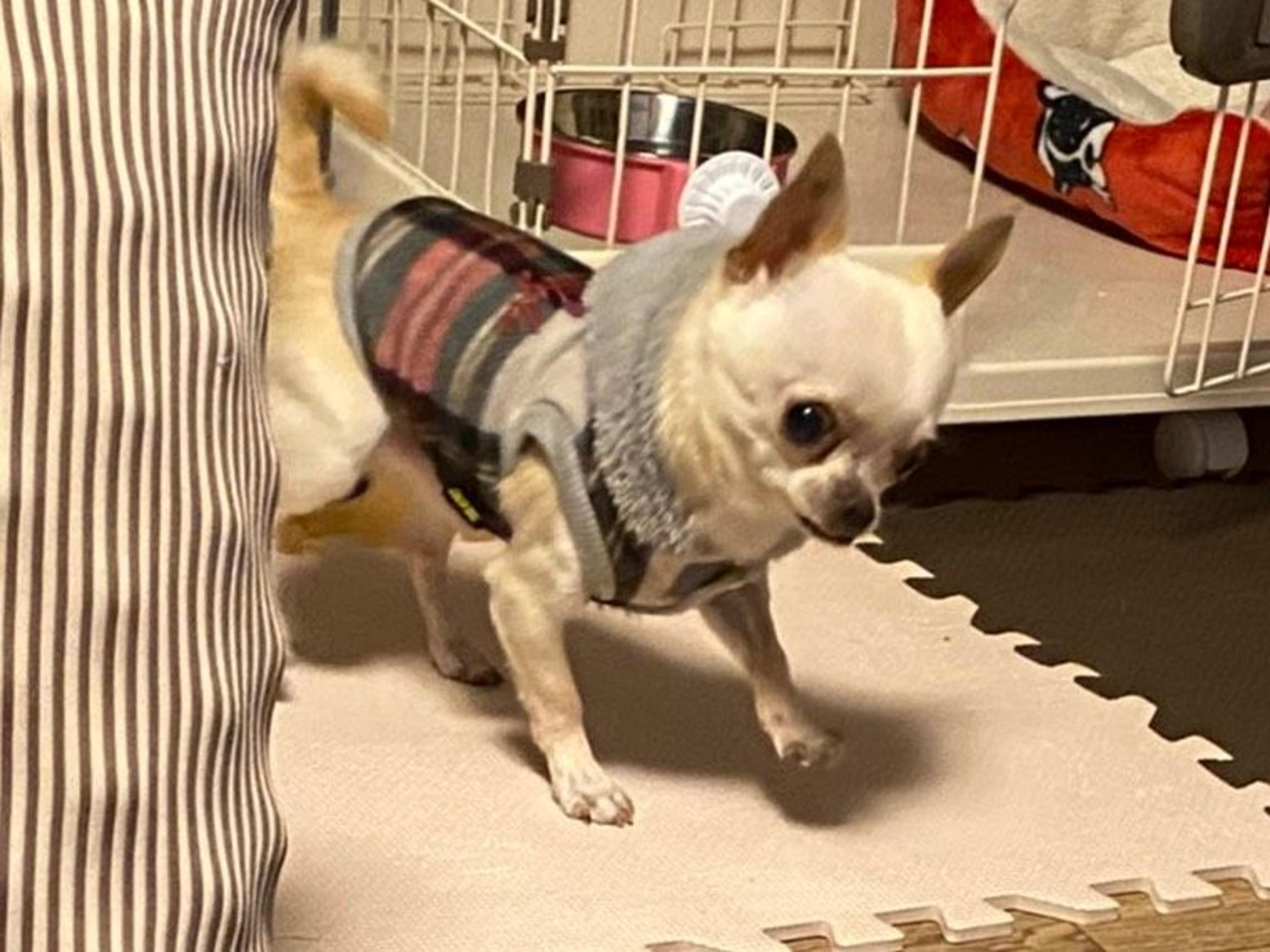 pet-image-5