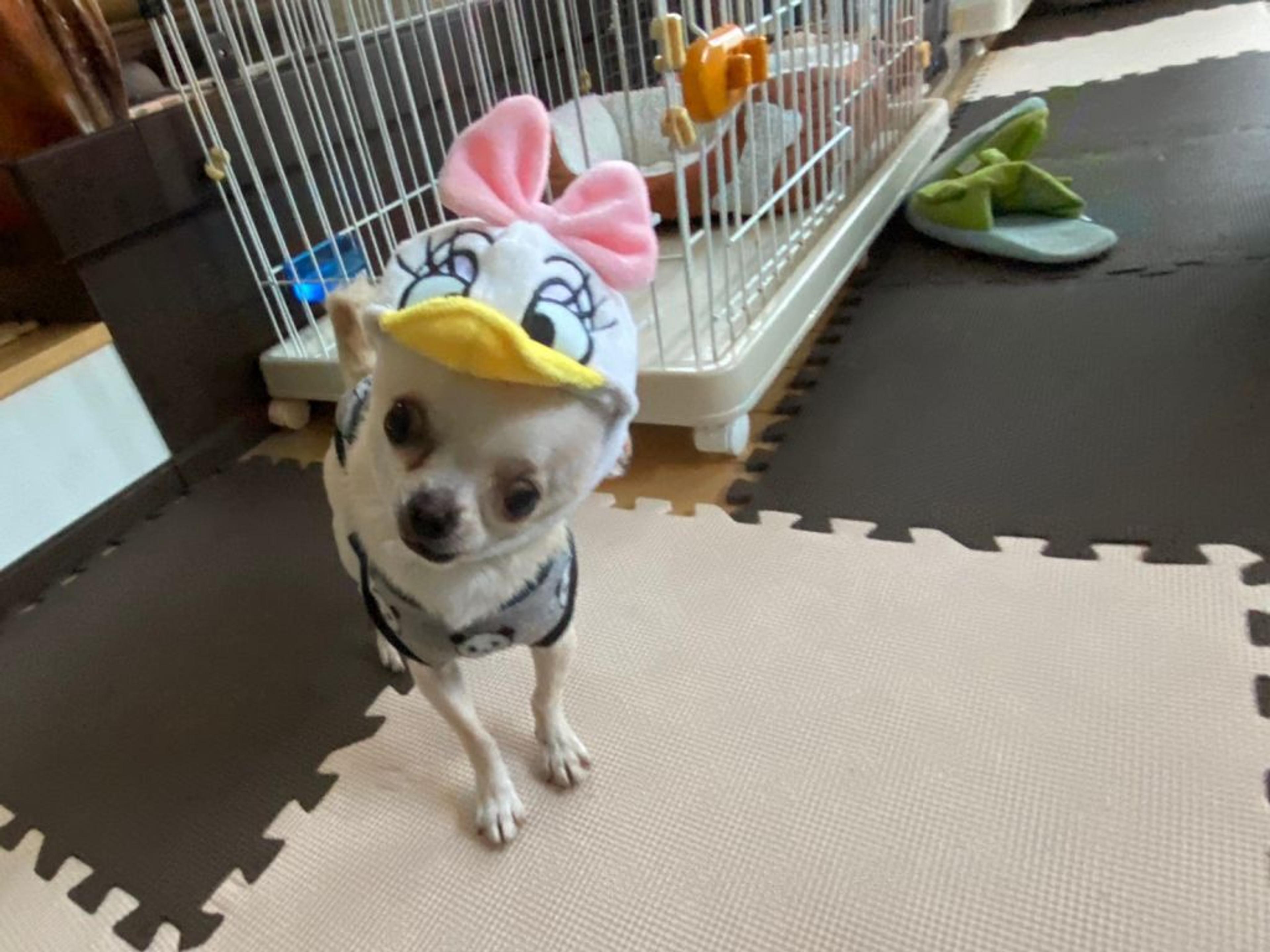pet-image-6