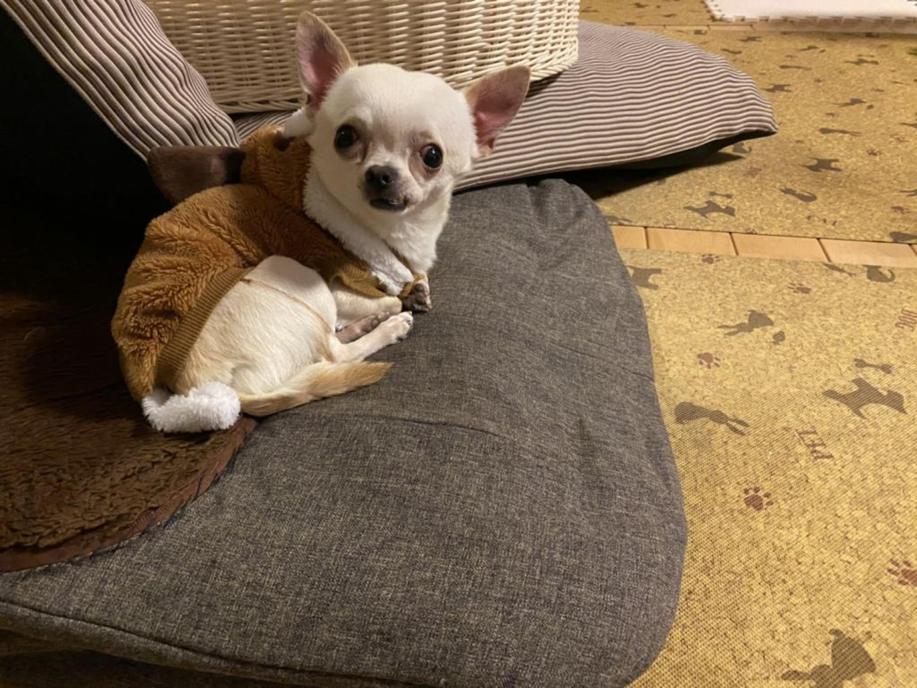 pet-image-7